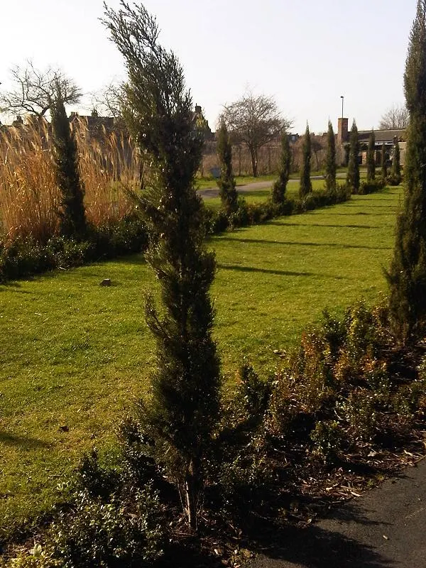 Italian Cypress (Cupressus Sempervirens 'Stricta') — is a towering and slender evergreen that brings a touch of Mediterranean elegance to any, image 63