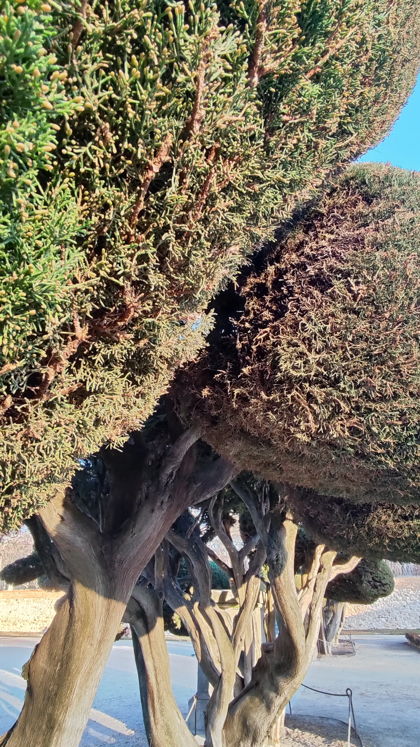 Italian Cypress (Cupressus Sempervirens 'Stricta') — and can adapt to a variety of well-drained soils; inconspicuous cones may appear