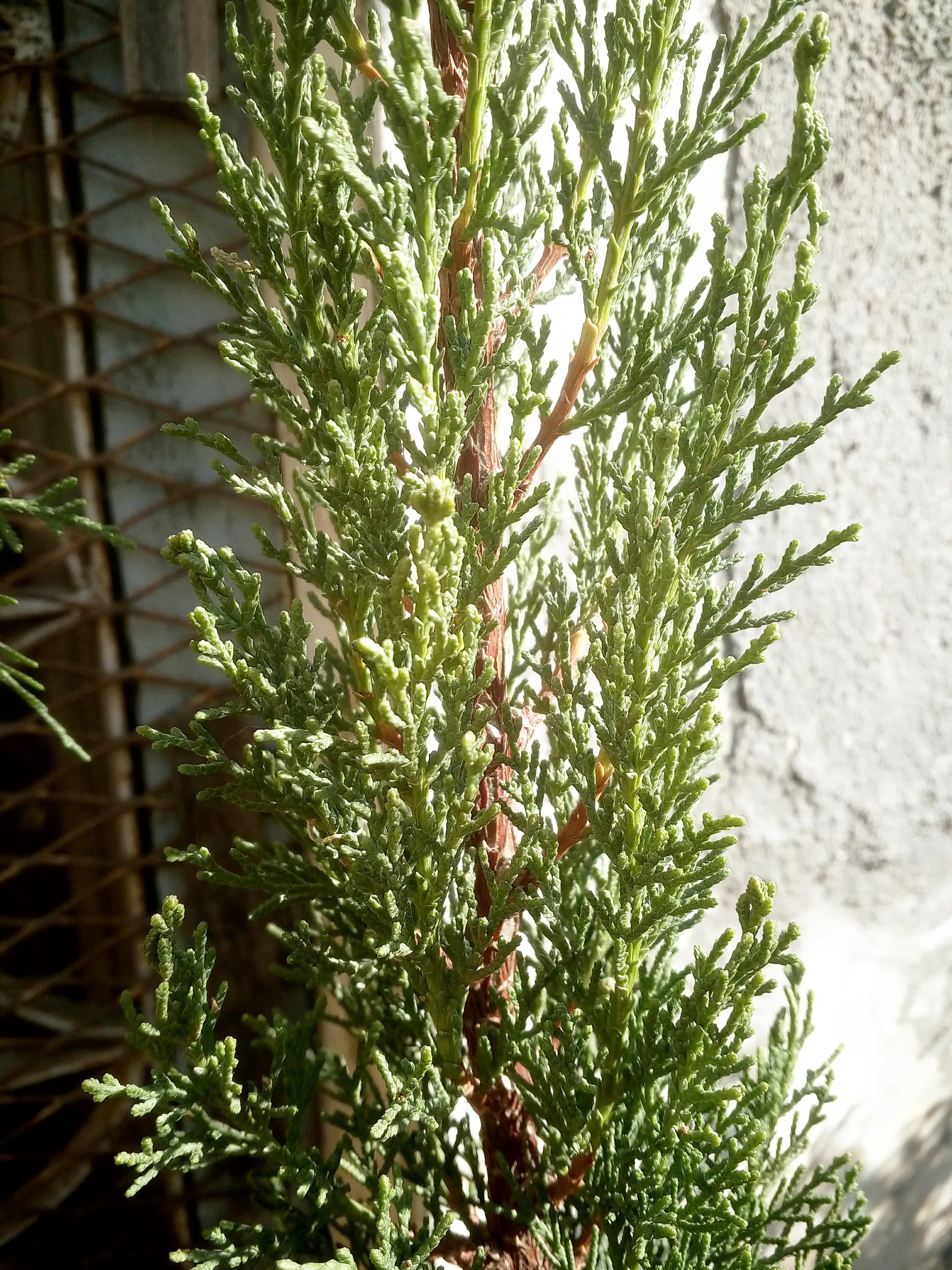 Italian Cypress (Cupressus Sempervirens 'Stricta') — Reaching up to 40 feet tall and 5 feet wide, it offers dense, dark green foliage; and can, image 59