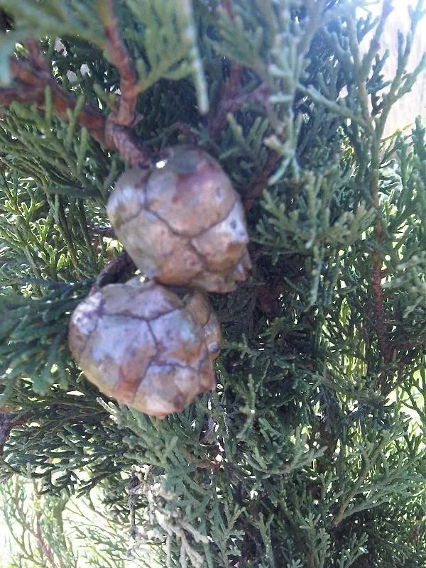 Italian Cypress (Cupressus Sempervirens 'Stricta') — while maintaining a modest width of 5 to 10 feet; ideal for formal gardens, this, image 65