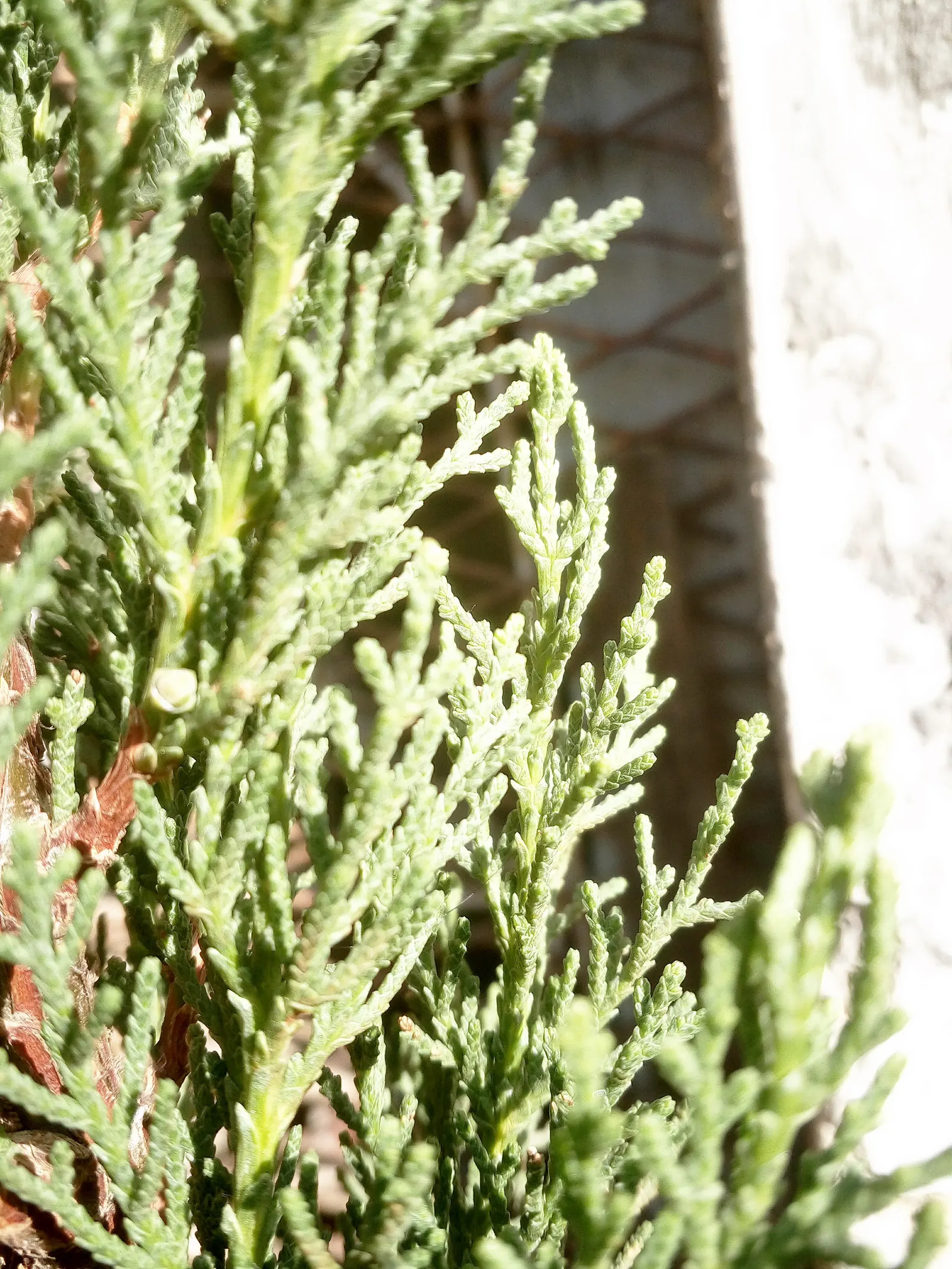 Italian Cypress (Cupressus Sempervirens 'Stricta') — clean fragrance when crushed or brushed against