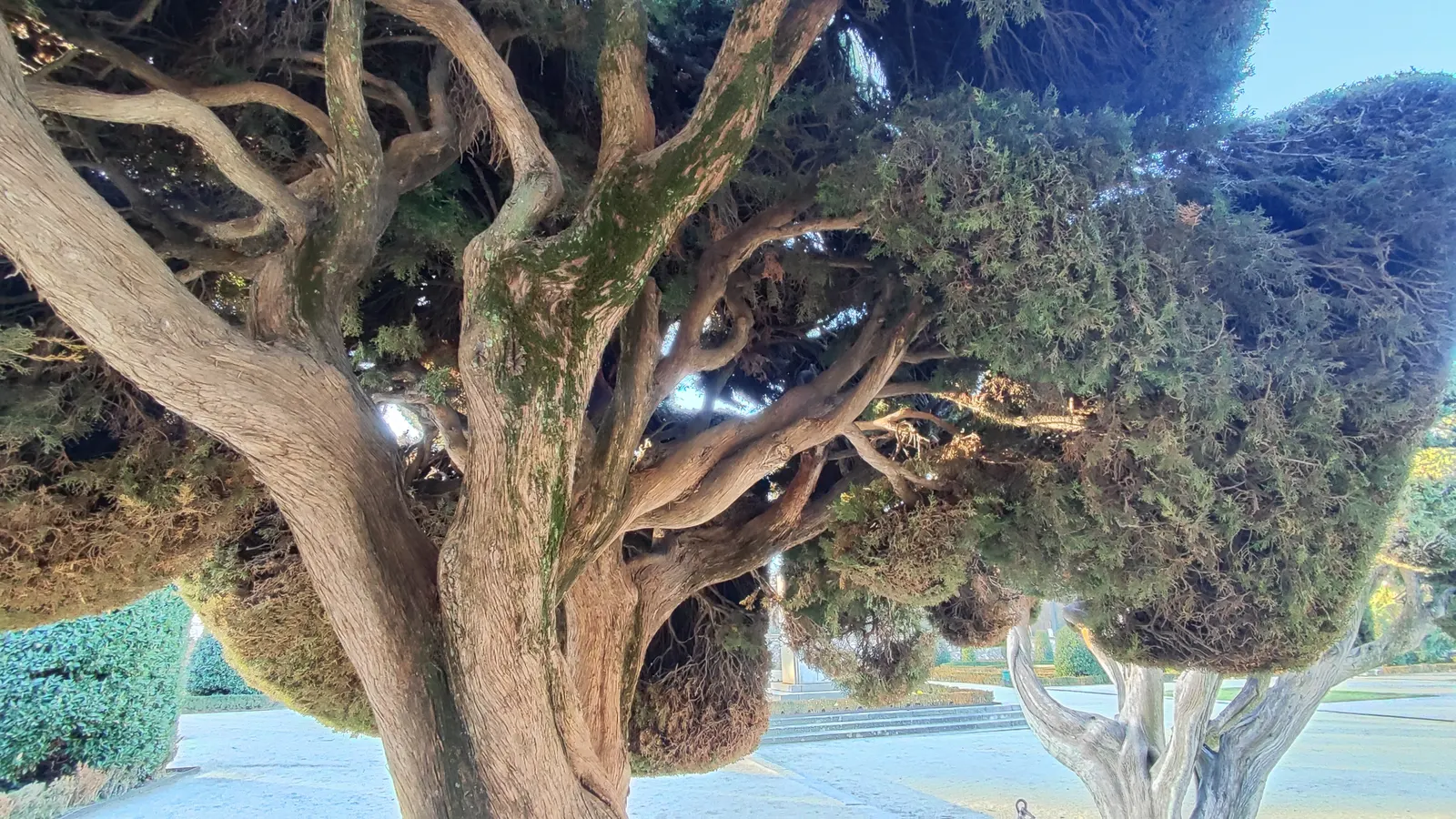 Italian Cypress (Cupressus Sempervirens 'Stricta') — making it relatively low maintenance.<br><br>For zones 7 through 10; and can adapt to a variety of
