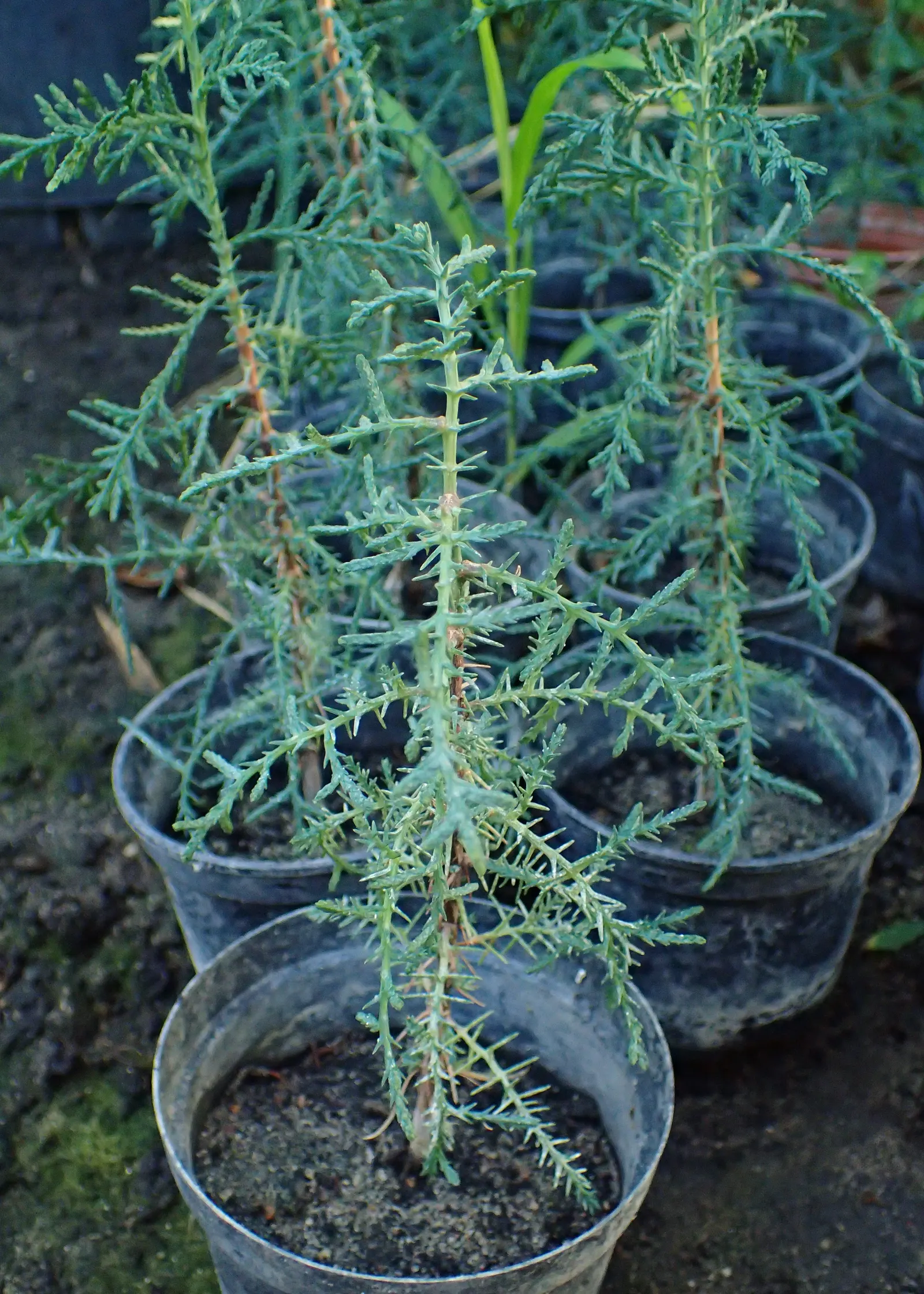 Italian Cypress (Cupressus Sempervirens 'Stricta') — This tree is notably hardy; regular watering during the first few growing seasons will establish a deep