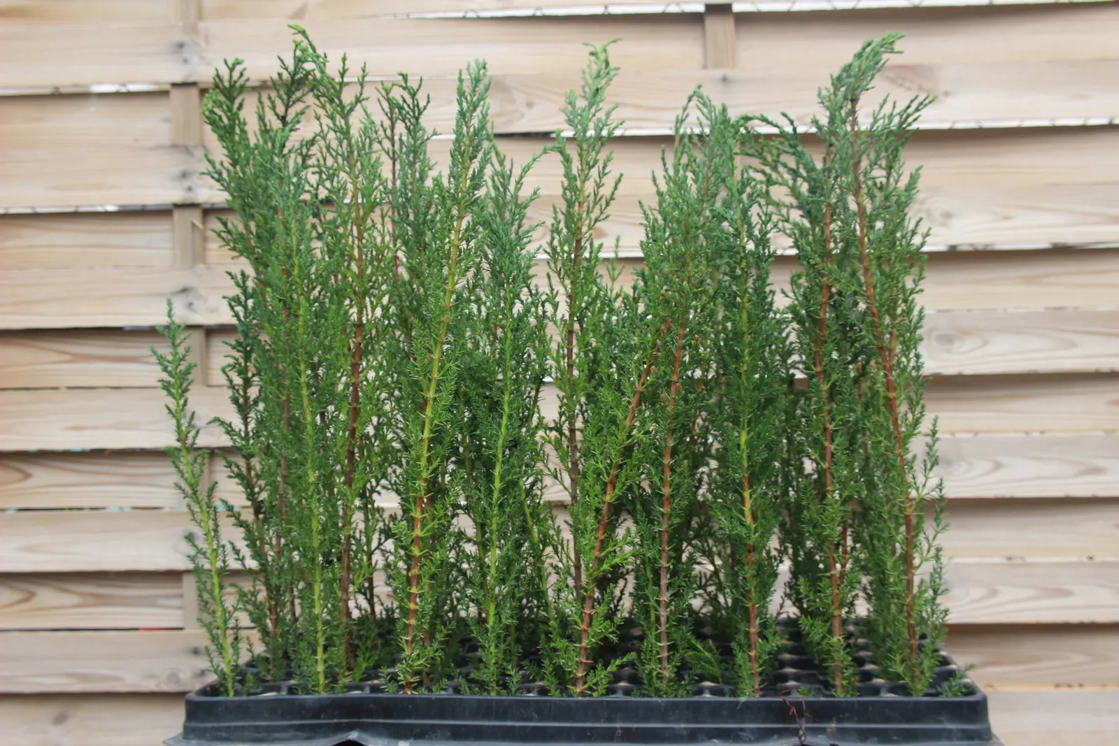 Italian Cypress (Cupressus Sempervirens 'Stricta') — occasional deep watering is appreciated; inconspicuous cones may appear