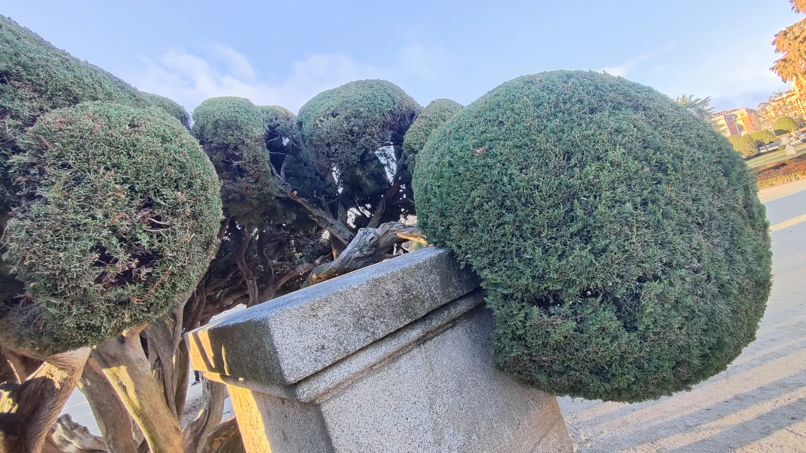 Italian Cypress (Cupressus Sempervirens 'Stricta') — this cypress is an ideal choice for creating formal sight lines; regular watering during the first few