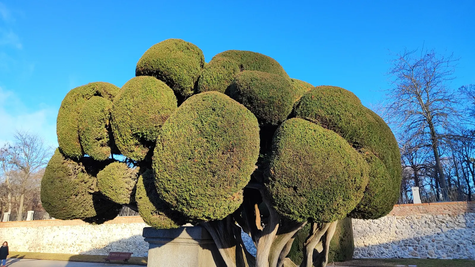 Italian Cypress (Cupressus Sempervirens 'Stricta') — or even a dramatic living fence; ideal for formal gardens, this low-maintenance plant thrives in full sun