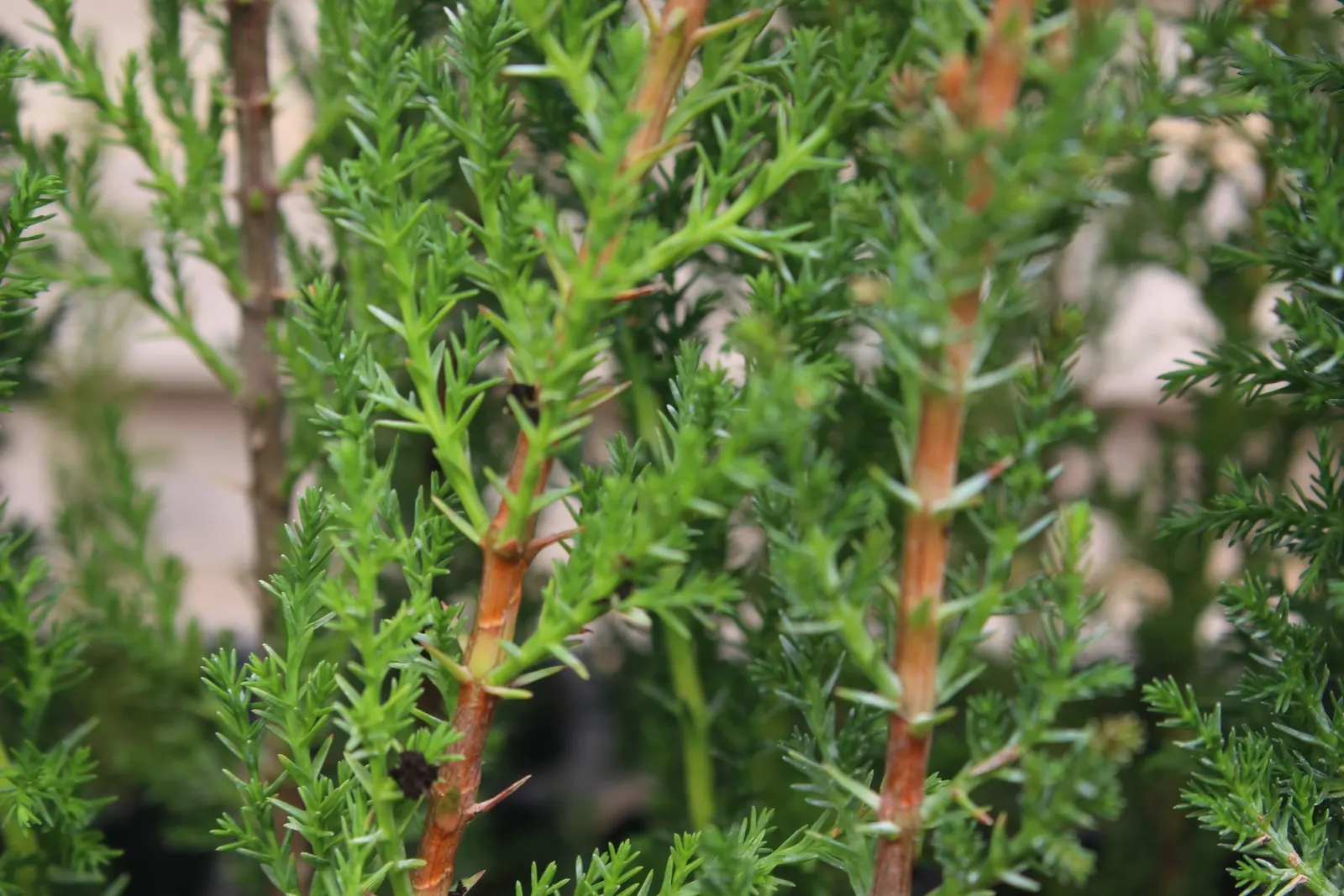 Italian Cypress (Cupressus Sempervirens 'Stricta') — typically placed about 6 to 8 feet apart center on center; and can adapt to a variety of well-drained soils
