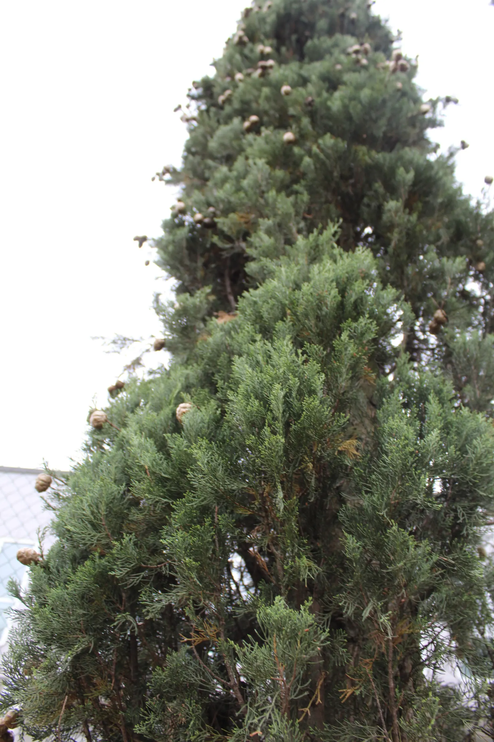 Italian Cypress (Cupressus Sempervirens 'Stricta') — Spacing should be considered during planning; inconspicuous cones may appear