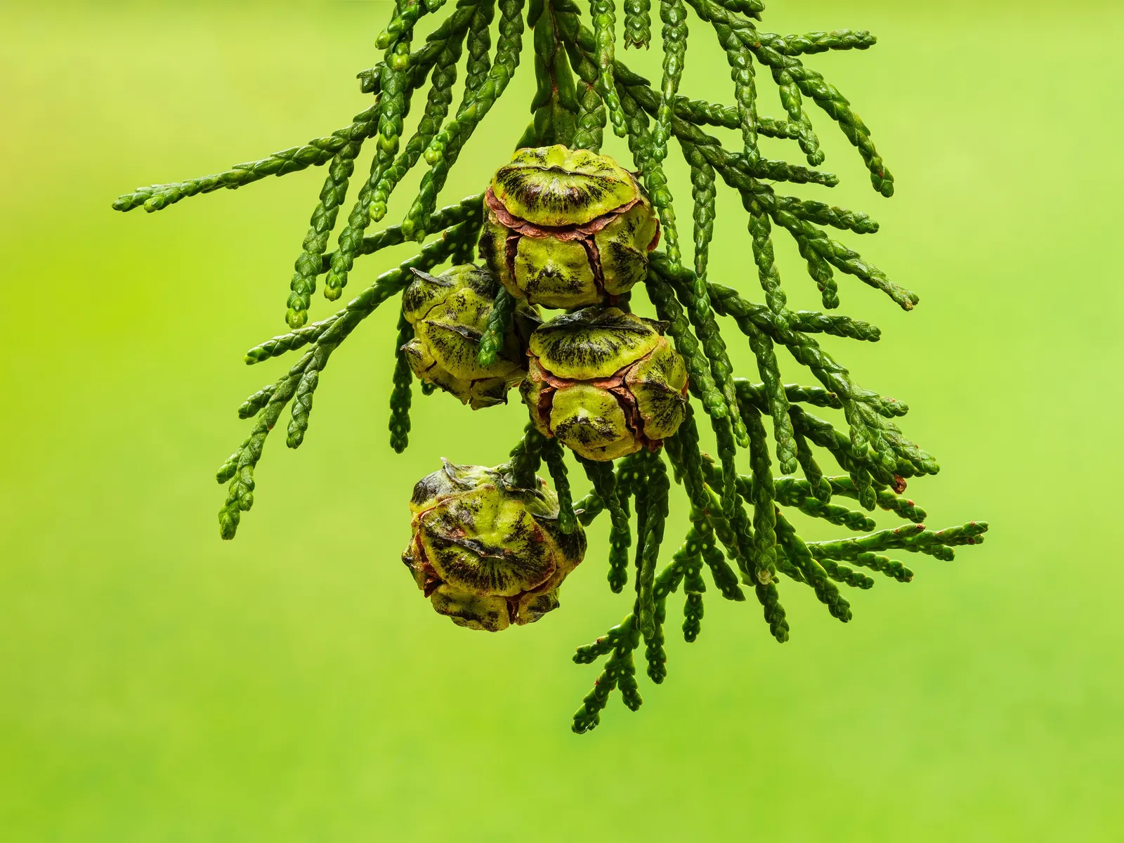 Italian Cypress (Cupressus Sempervirens 'Stricta') — occasional deep watering is appreciated