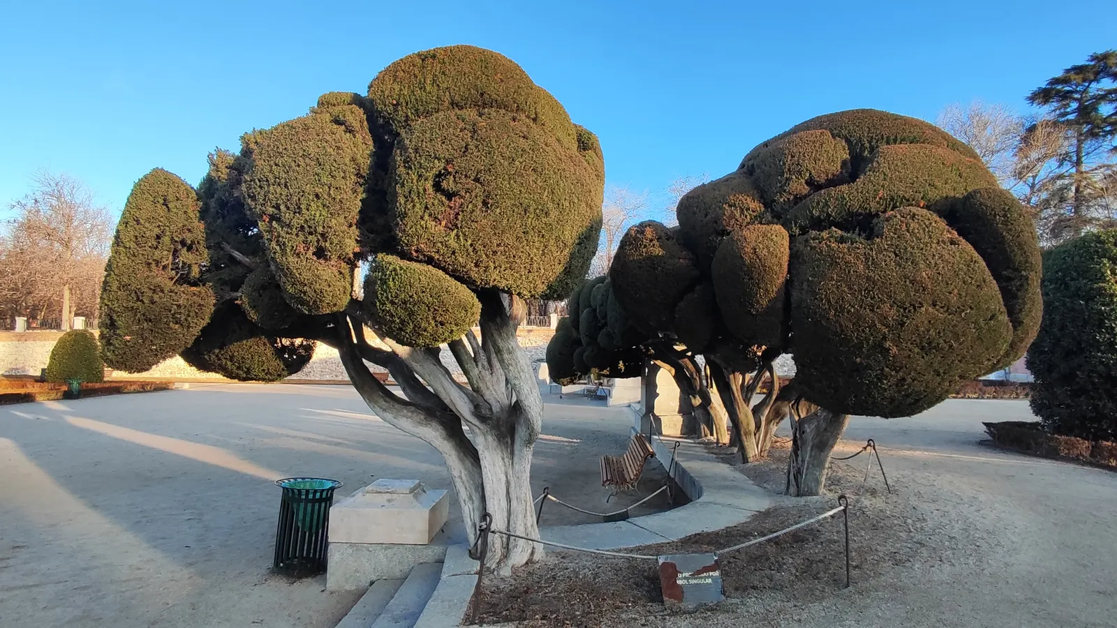 Italian Cypress (Cupressus Sempervirens 'Stricta') — tolerating drought once established; ideal for formal gardens, this low-maintenance plant thrives in full
