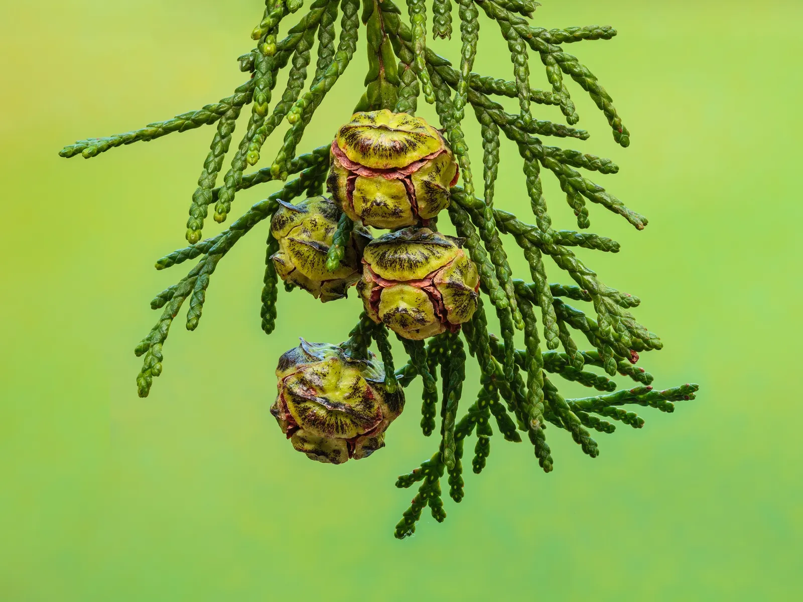 Italian Cypress (Cupressus Sempervirens 'Stricta') — while maintaining a modest width of 5 to 10 feet