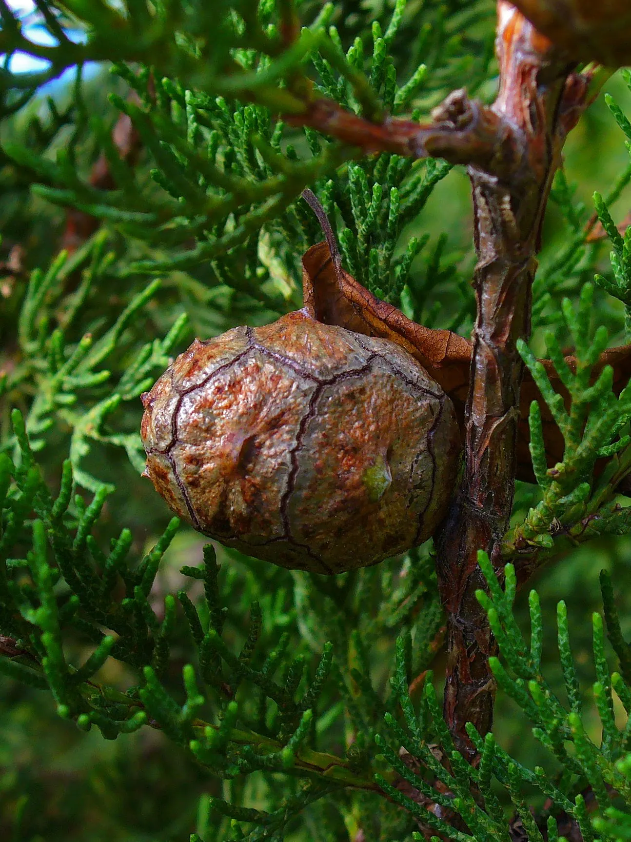 Italian Cypress (Cupressus Sempervirens 'Stricta') — Excellent for framing entries or as a privacy screen; ideal for formal gardens, this, image 61