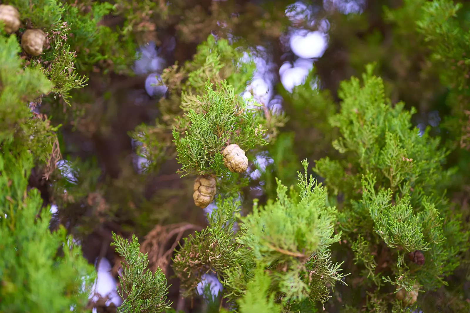 Italian Cypress (Cupressus Sempervirens 'Stricta') — inconspicuous cones may appear