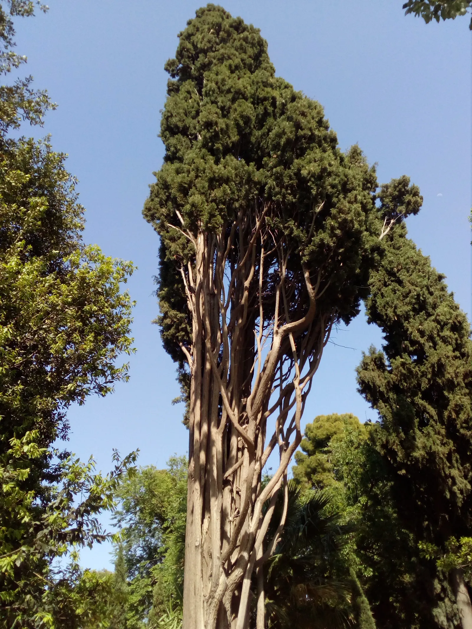 Italian Cypress (Cupressus Sempervirens 'Stricta') — tolerating drought once established