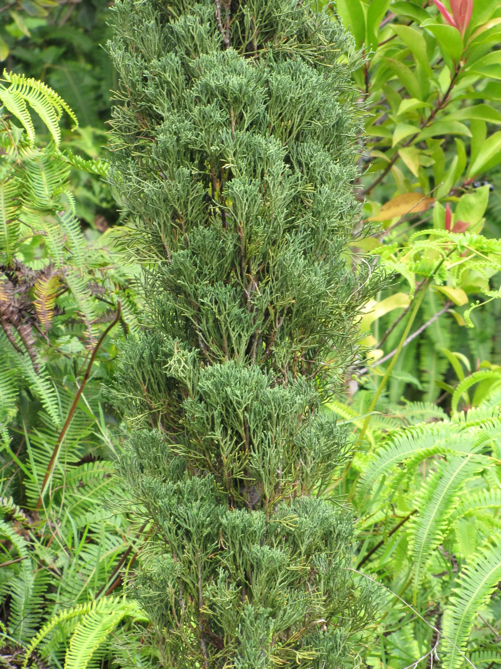 Italian Cypress (Cupressus Sempervirens 'Stricta') — especially in extreme heat