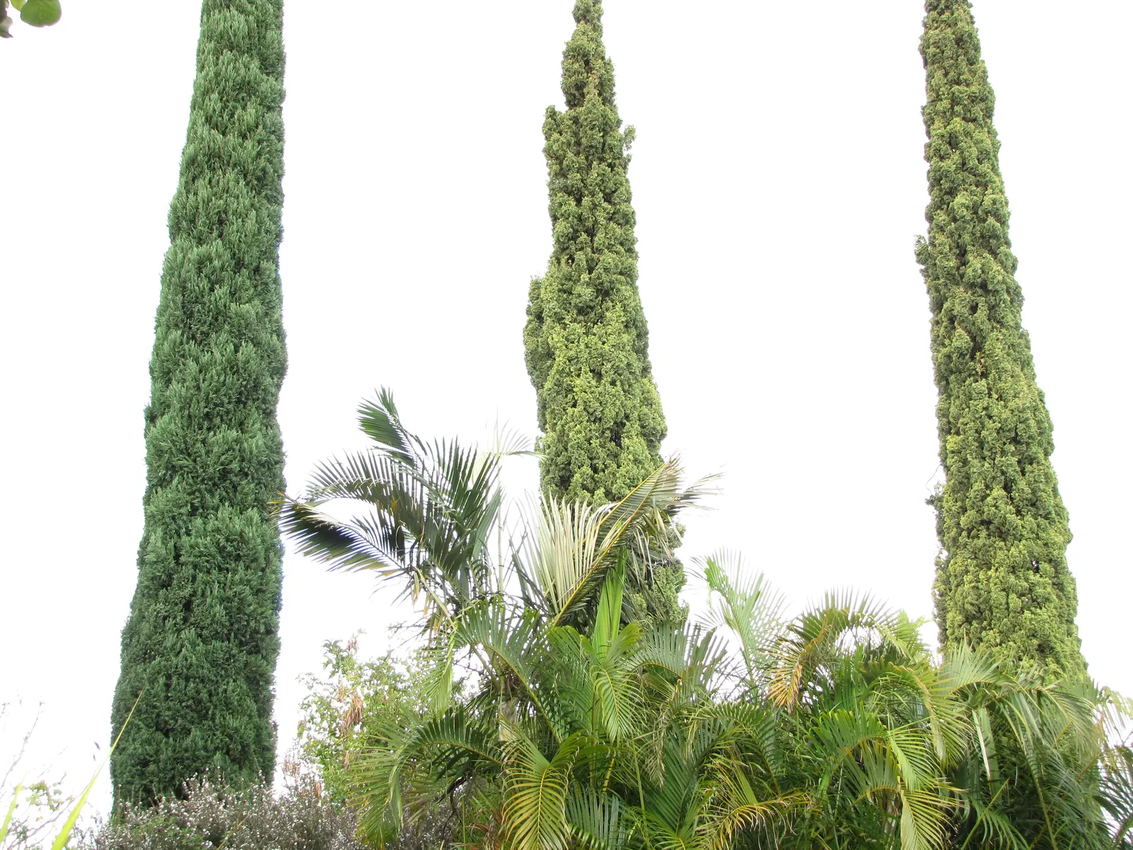 Italian Cypress (Cupressus Sempervirens 'Stricta') — Excellent for framing entries or as a privacy screen; ideal for formal gardens, this low-maintenance plant