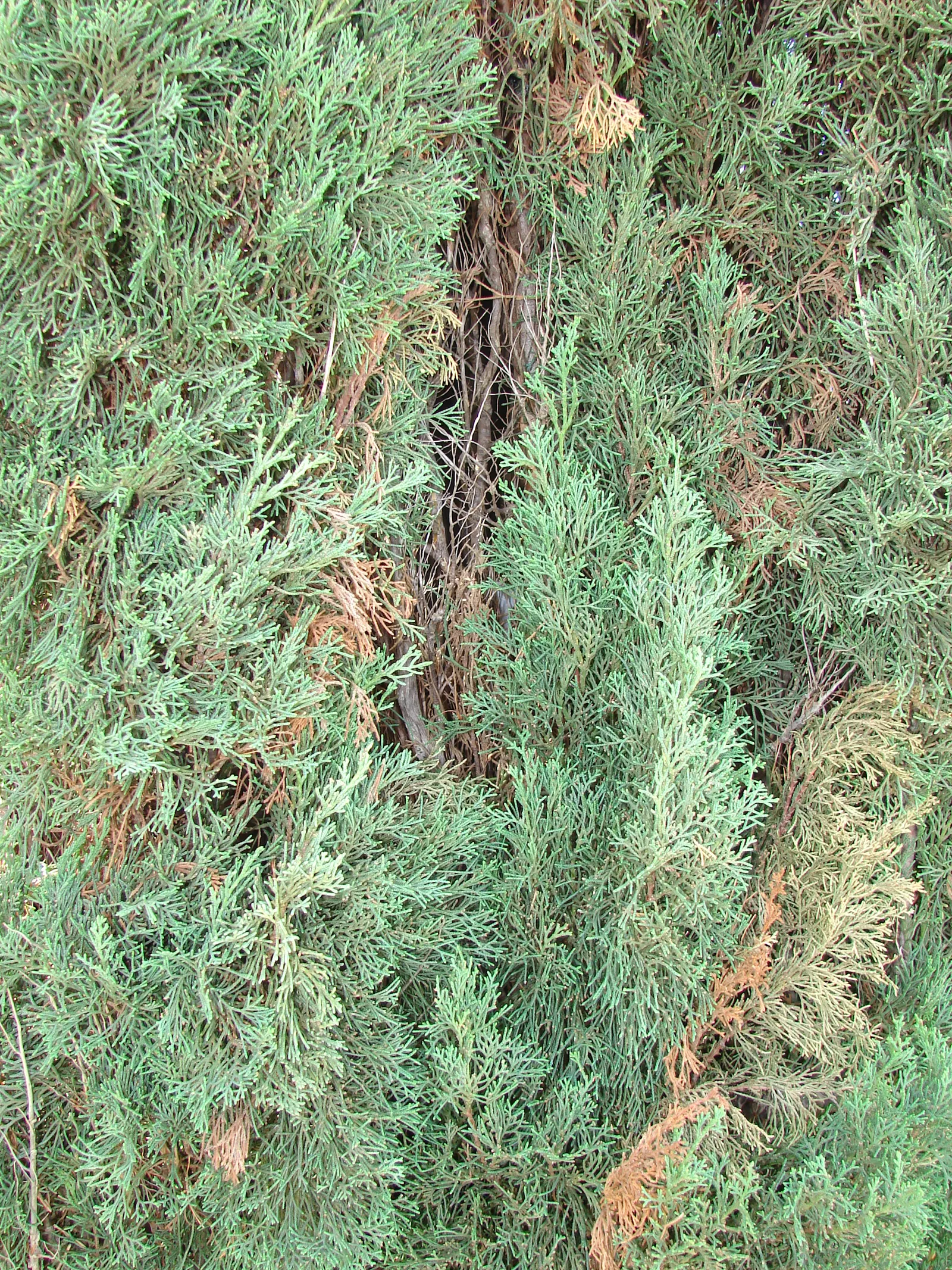 Italian Cypress (Cupressus Sempervirens 'Stricta') — clean fragrance when crushed or brushed against; inconspicuous cones may appear