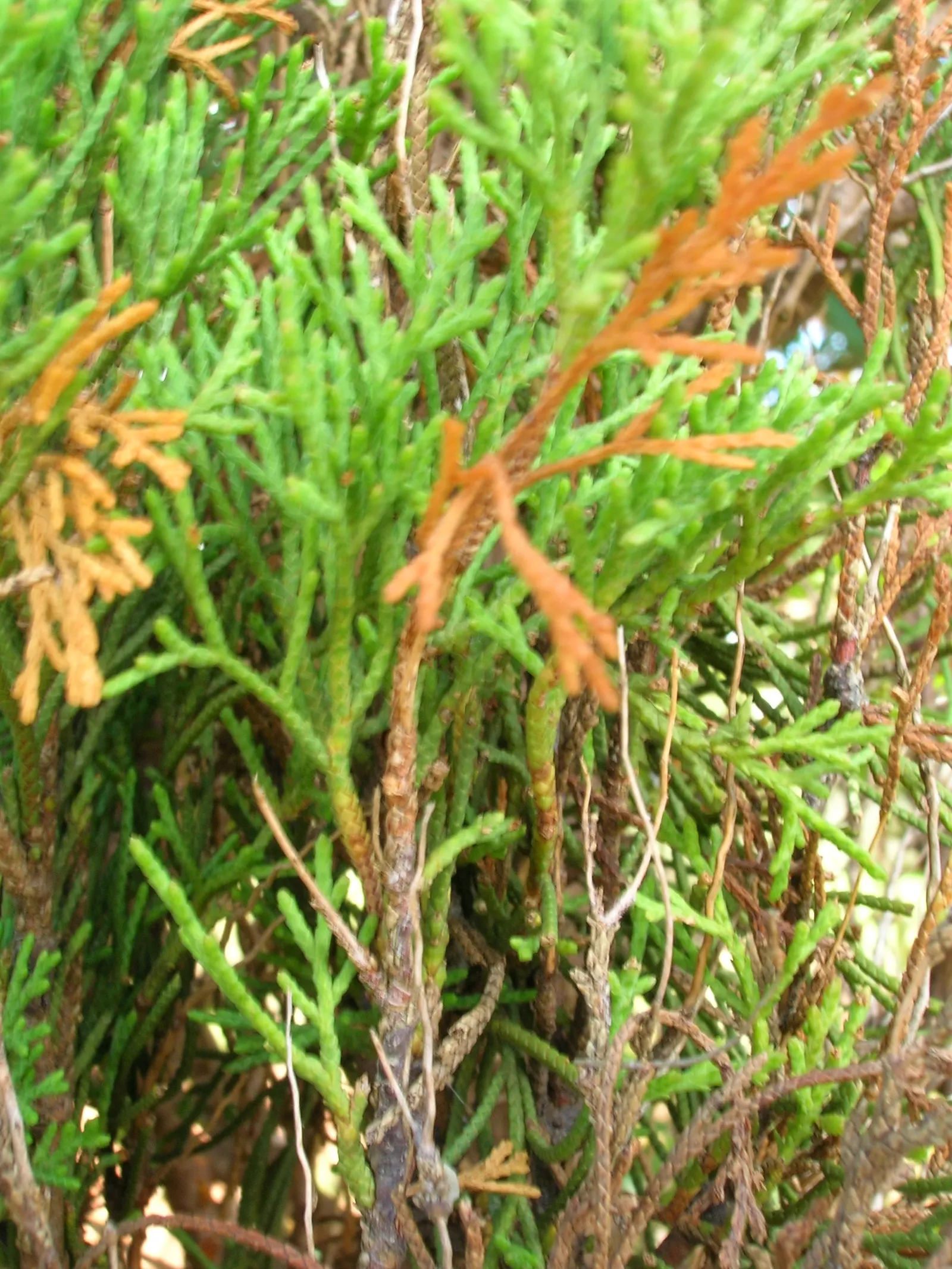 Italian Cypress (Cupressus Sempervirens 'Stricta') — conifer / tree for full