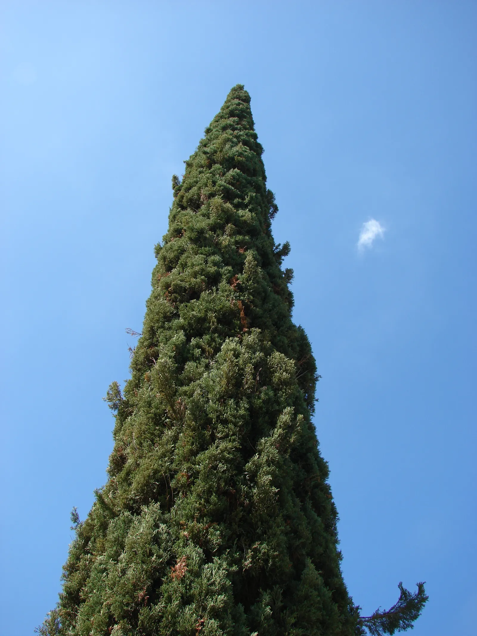 Italian Cypress (Cupressus Sempervirens 'Stricta') — Ideal for formal gardens, this low-maintenance plant thrives in full sun and well-drained soil; regular