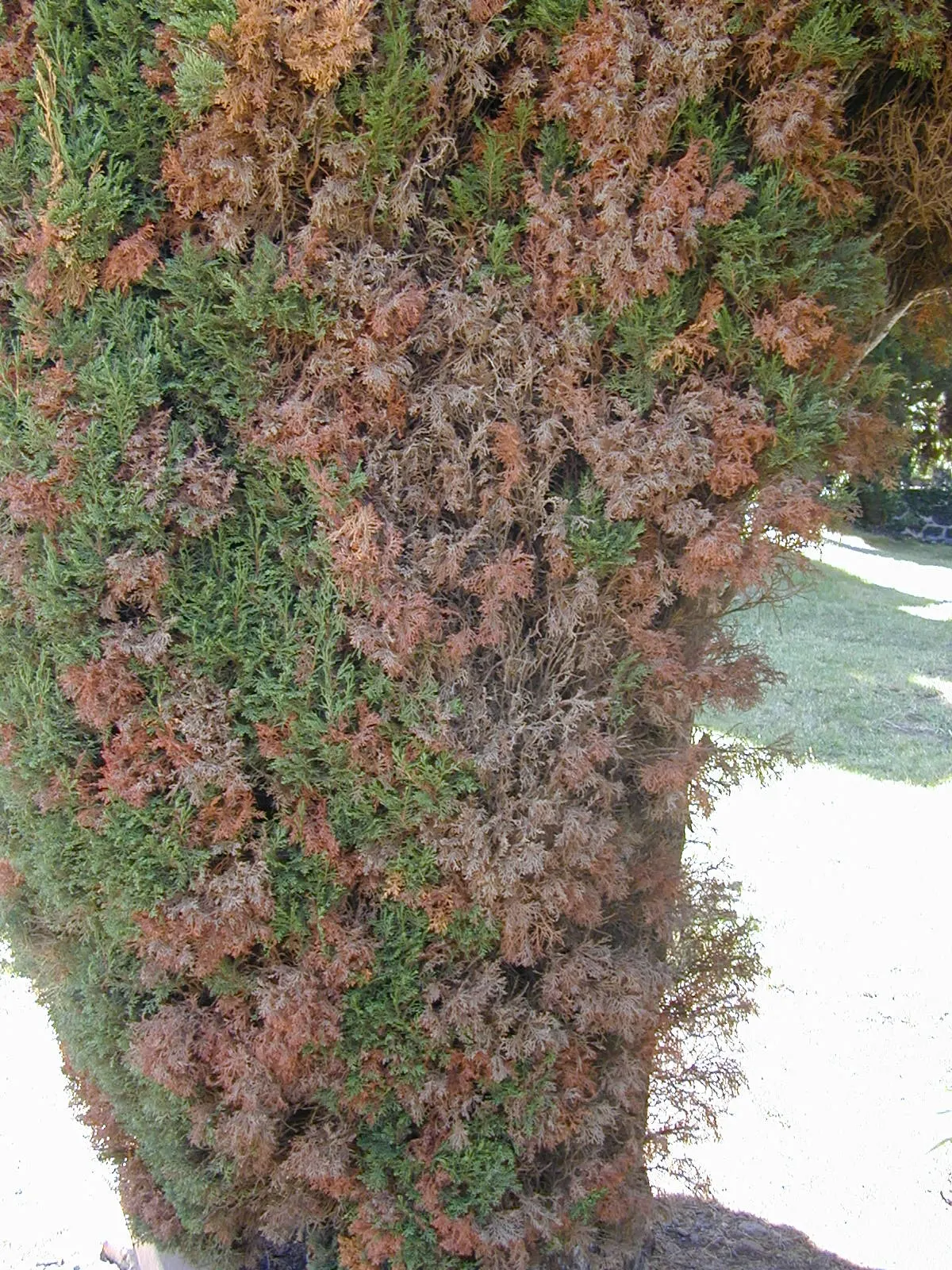 Italian Cypress (Cupressus Sempervirens 'Stricta') — and can adapt to a variety of well-drained soils; inconspicuous cones may appear, image 74
