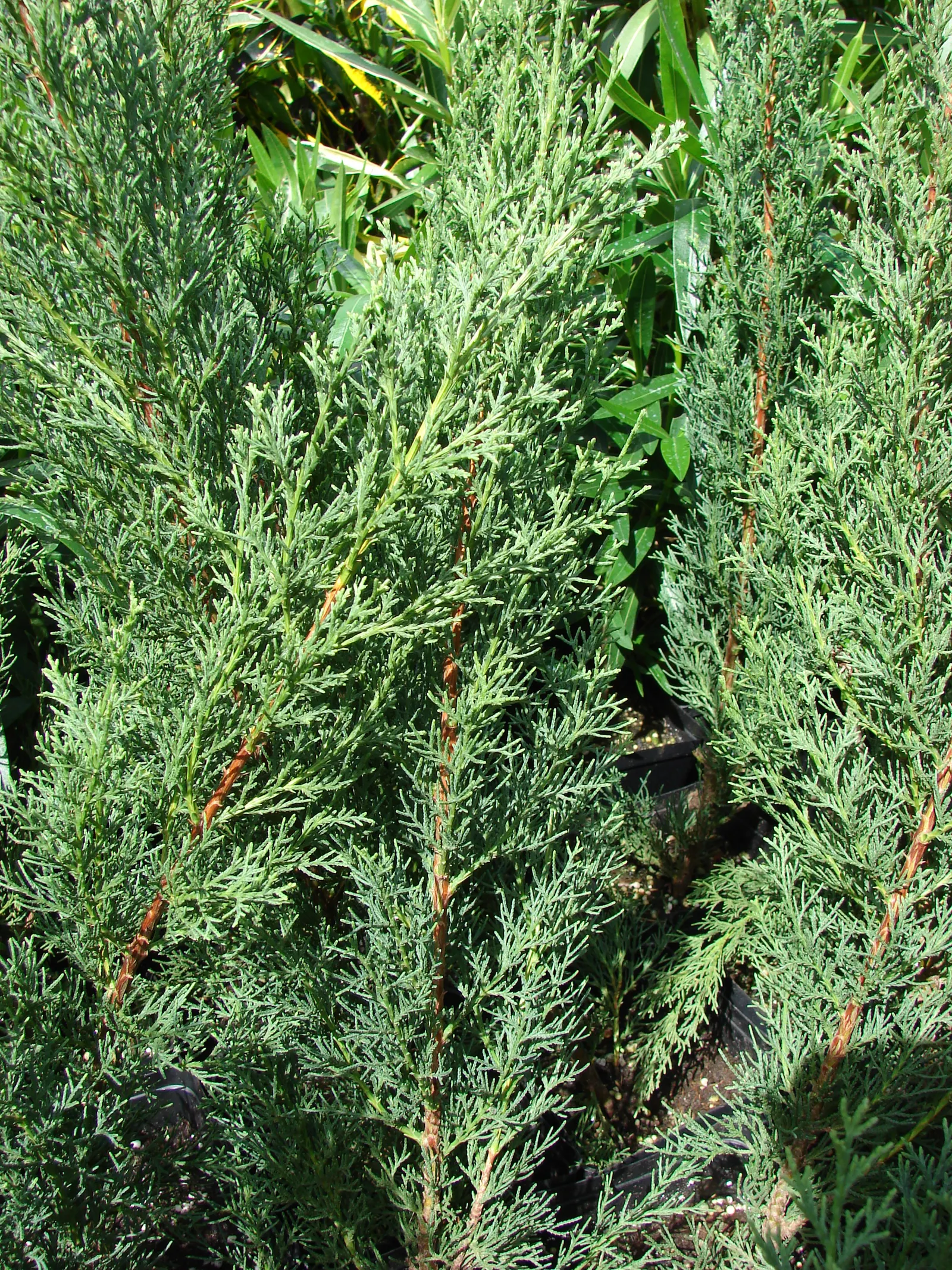 Italian Cypress (Cupressus Sempervirens 'Stricta') — textured foliage.<br><br>When integrating the Italian Cypress into a landscape design
