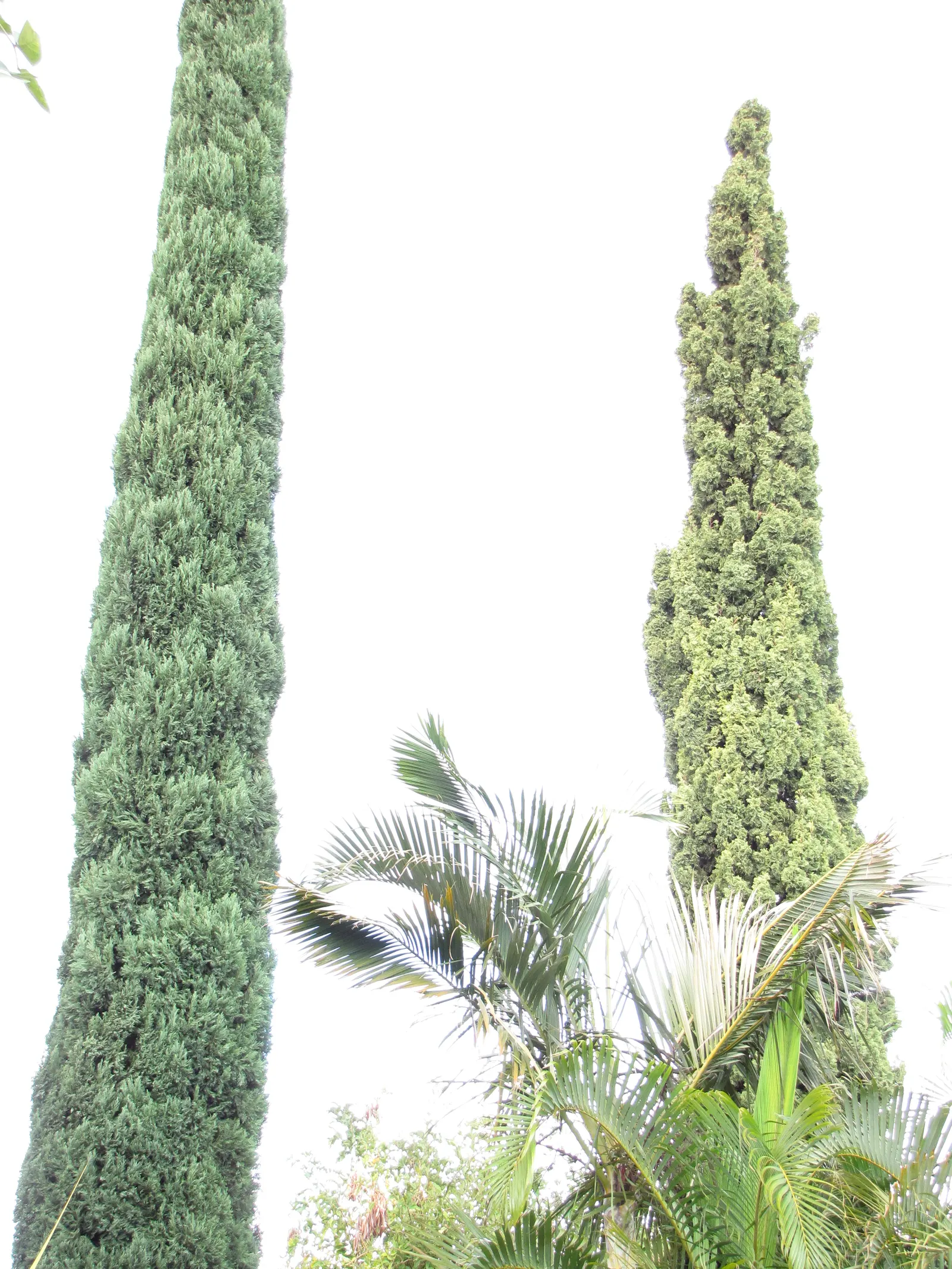 Italian Cypress (Cupressus Sempervirens 'Stricta') — Space 3-6 feet apart for hedging; inconspicuous cones may appear