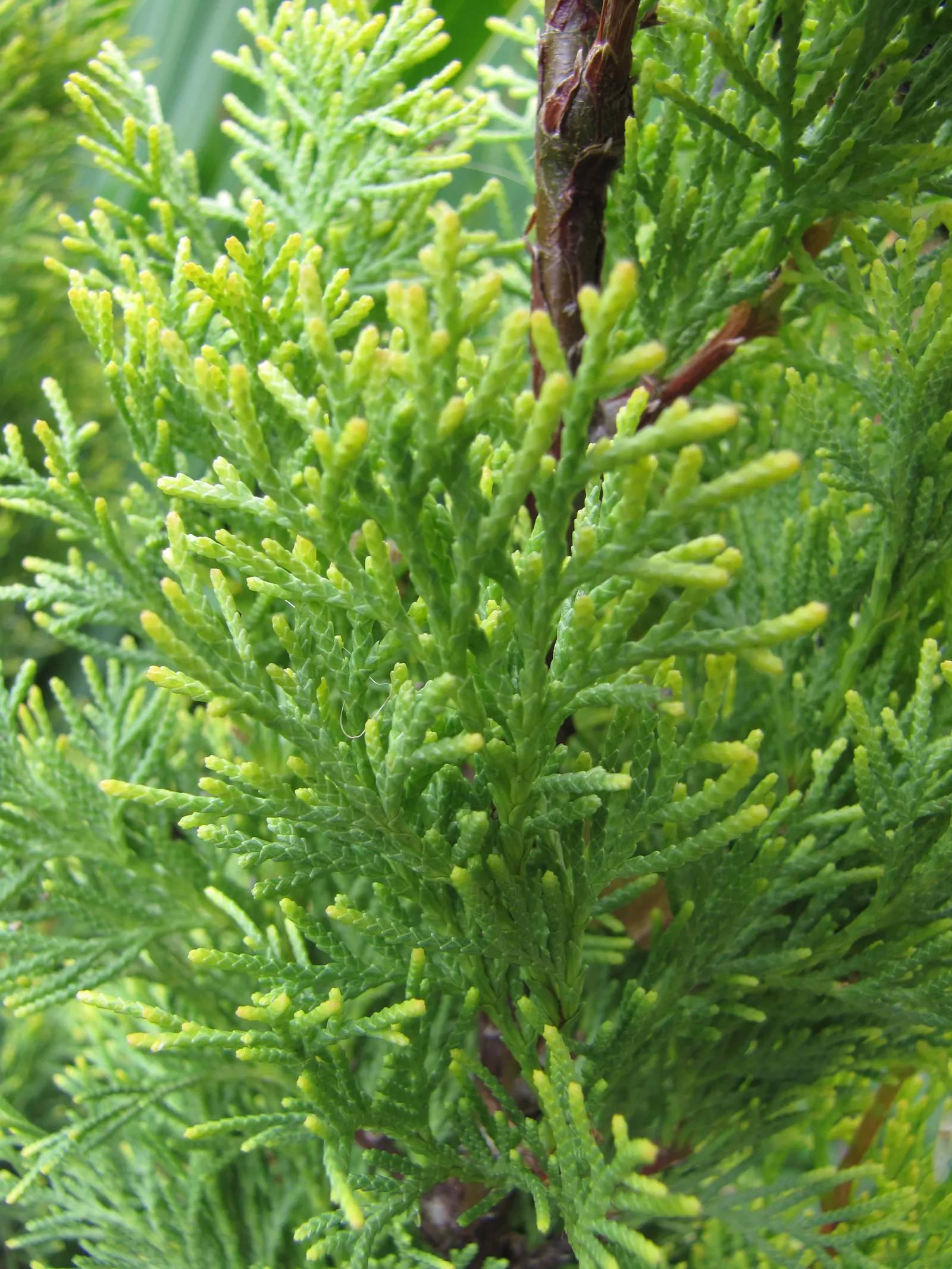 Italian Cypress (Cupressus Sempervirens 'Stricta') — tolerating drought once established; ideal for formal gardens, this low-maintenance plant, image 73