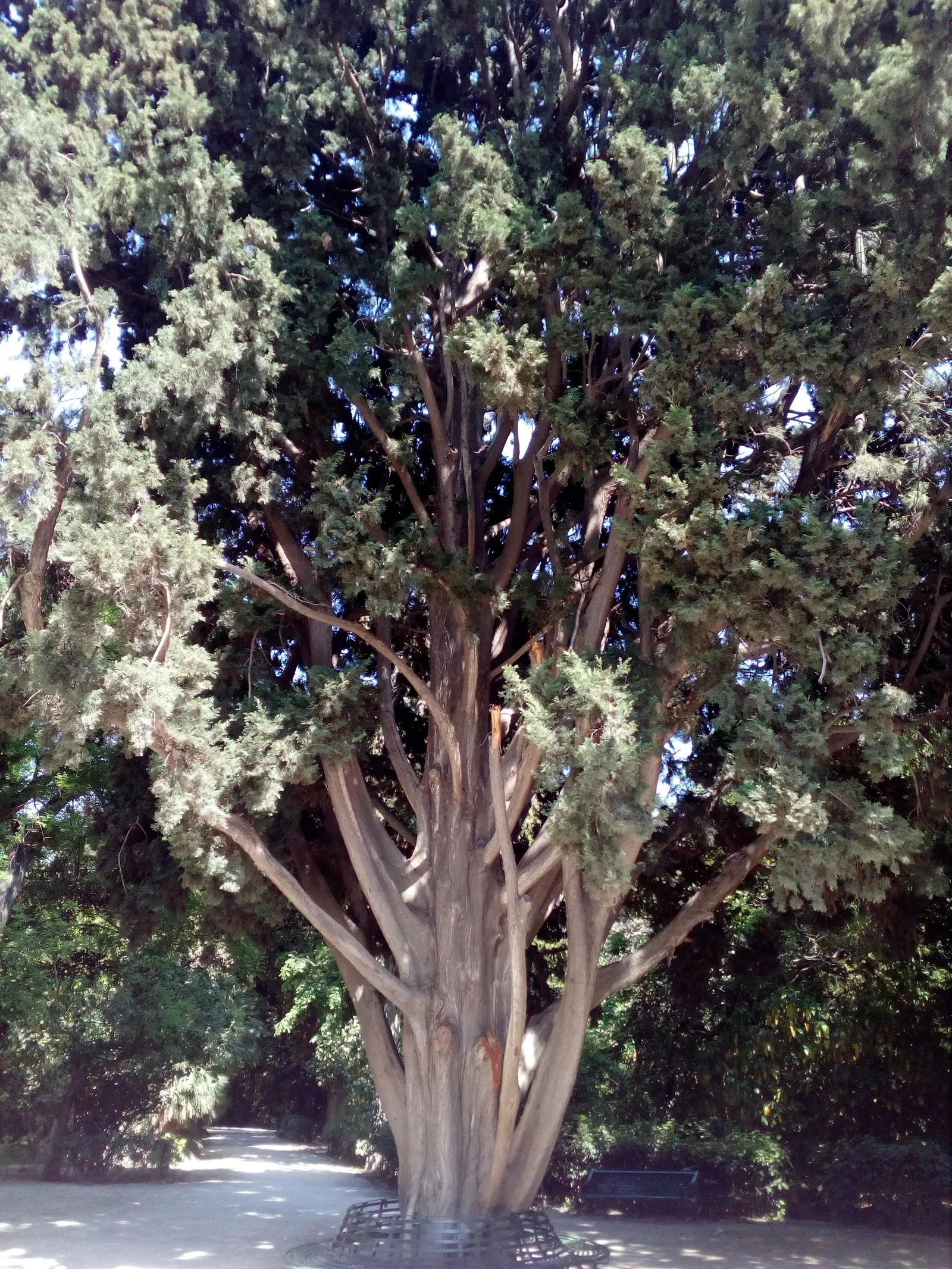 Italian Cypress (Cupressus Sempervirens 'Stricta') — This tree is notably hardy