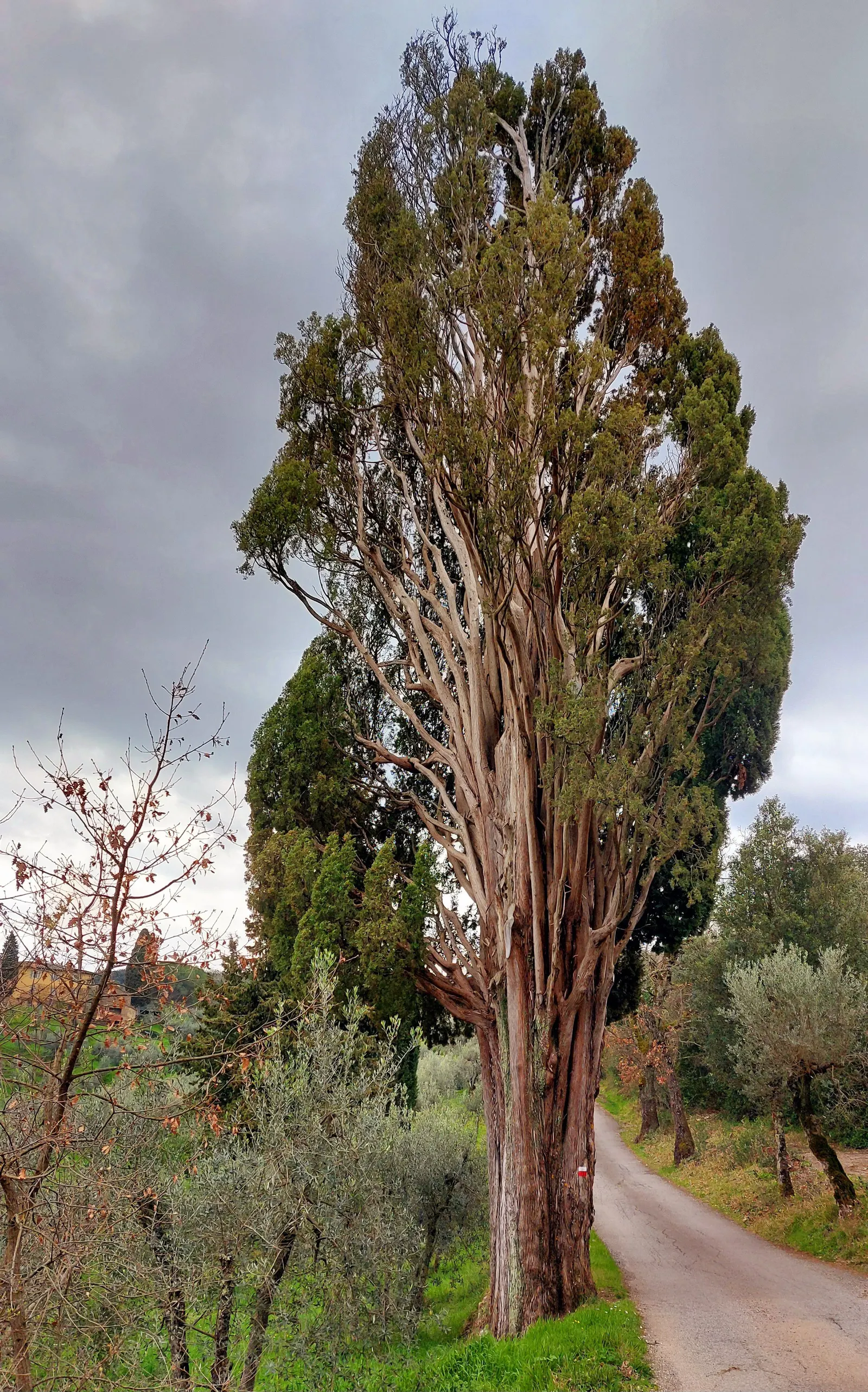Italian Cypress (Cupressus Sempervirens 'Stricta') — making it relatively low maintenance.<br><br>For zones 7 through 10