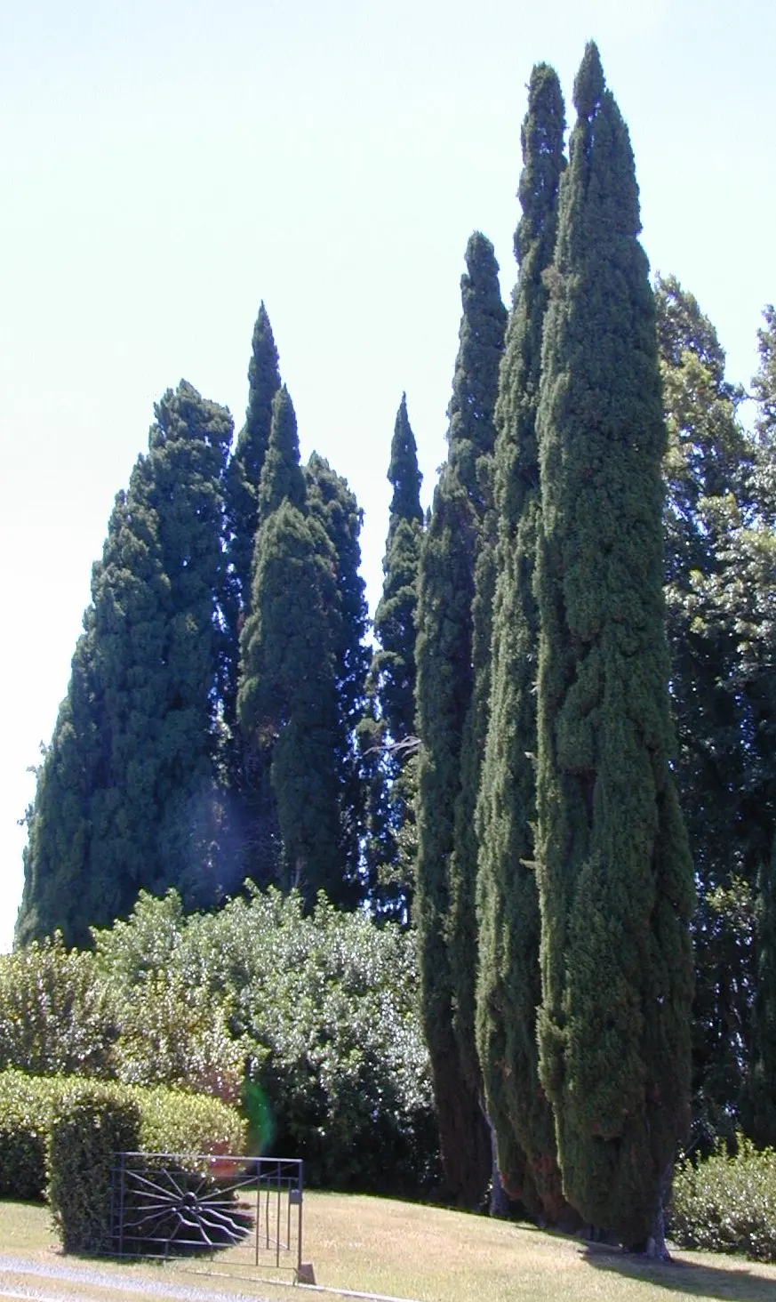 Italian Cypress (Cupressus Sempervirens 'Stricta') — upright habit and its richly green; ideal for formal gardens, this low-maintenance plant thrives in full