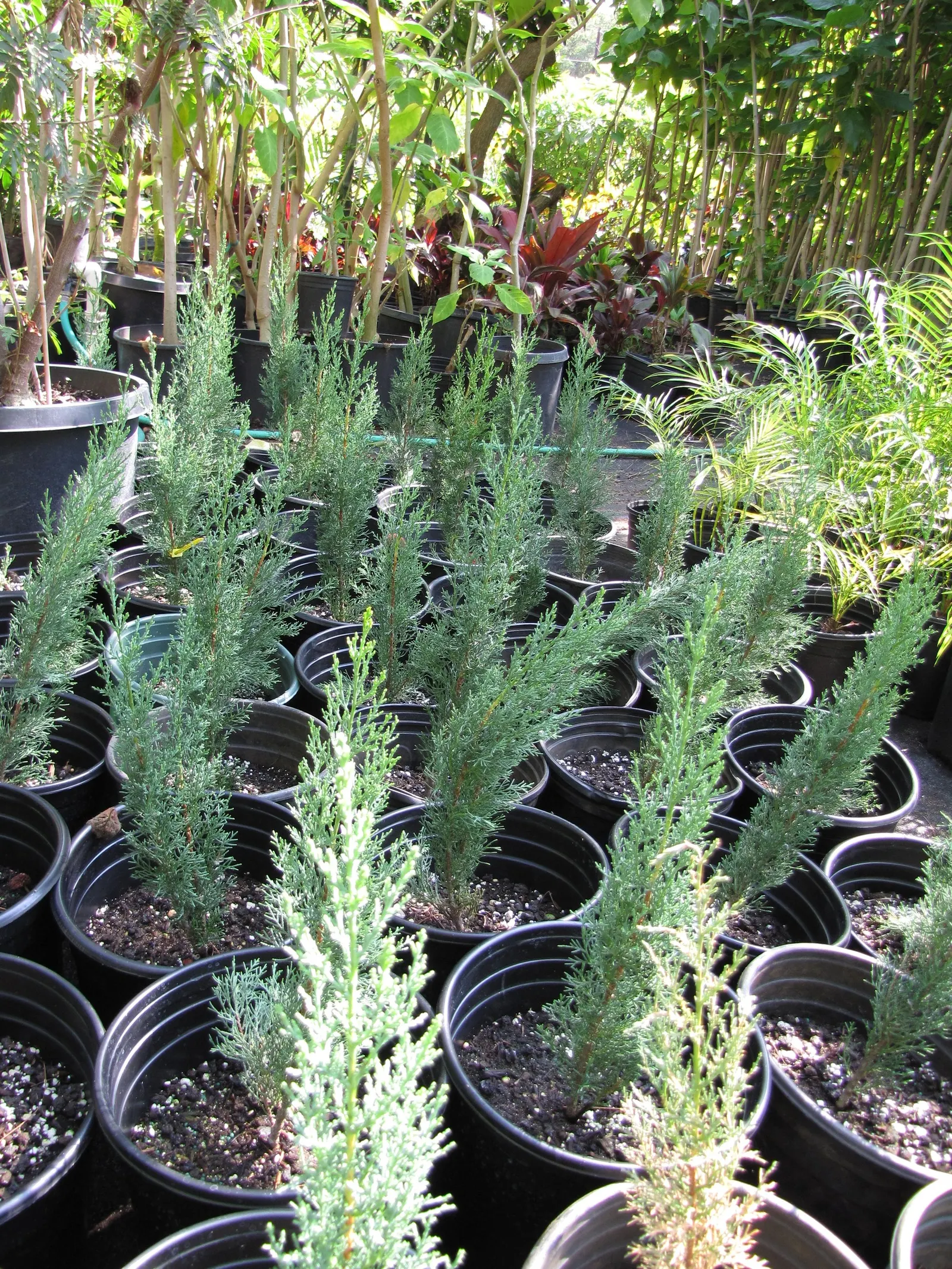 Italian Cypress (Cupressus Sempervirens 'Stricta') — Spacing should be considered during planning