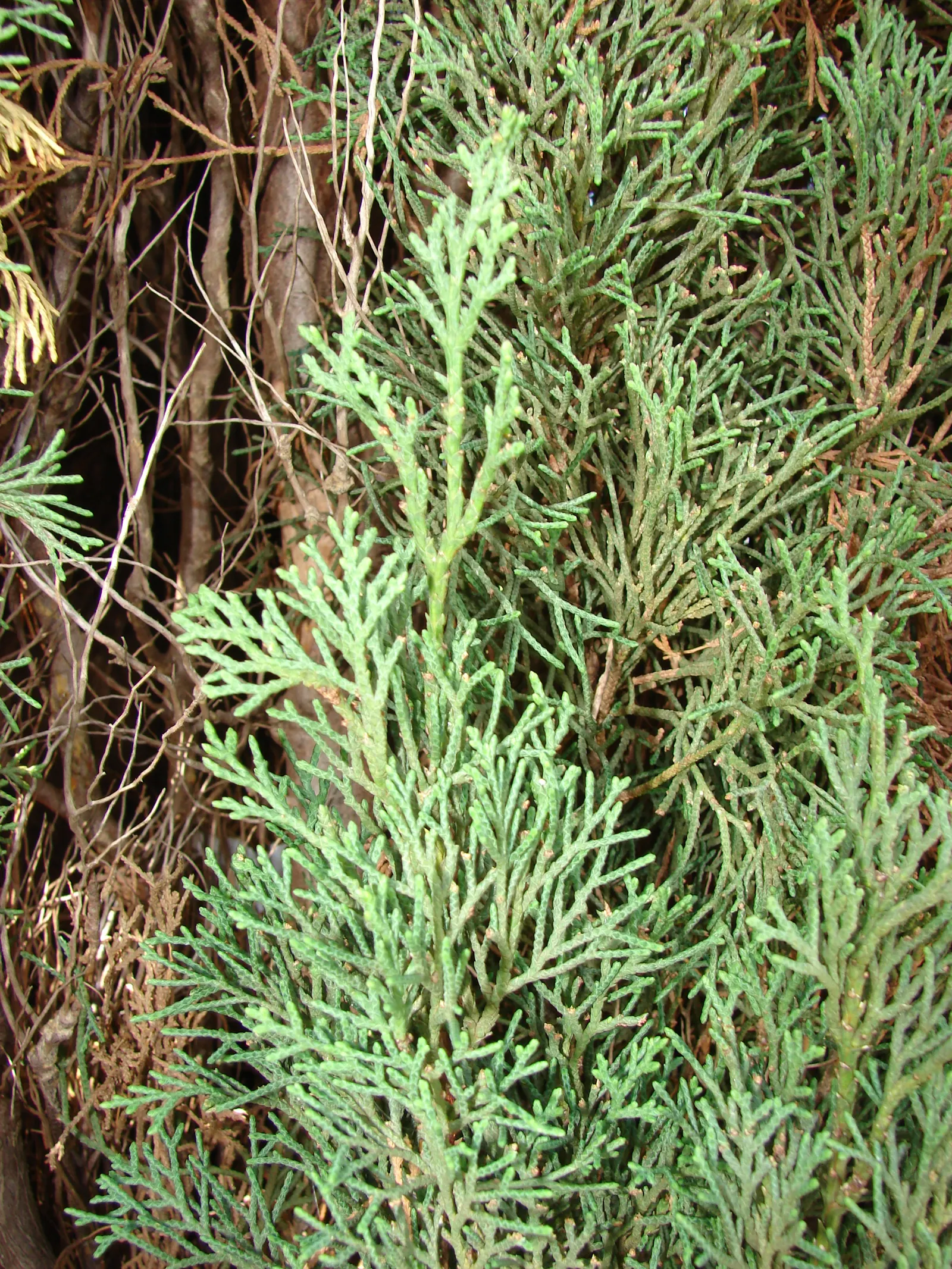 Italian Cypress (Cupressus Sempervirens 'Stricta') — Its narrow columnar form can reach impressive heights of up to 40 feet; regular watering during the first