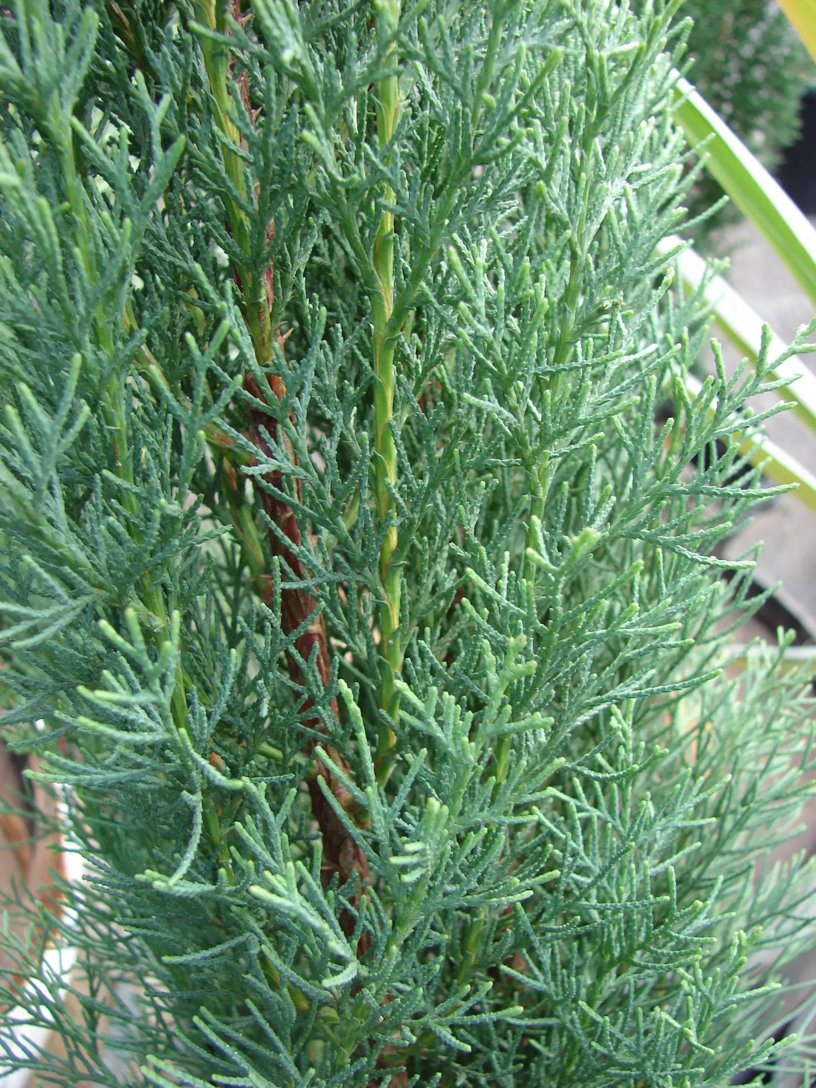 Italian Cypress (Cupressus Sempervirens 'Stricta') — Regular watering during the first few growing seasons will establish a deep; ideal for formal gardens