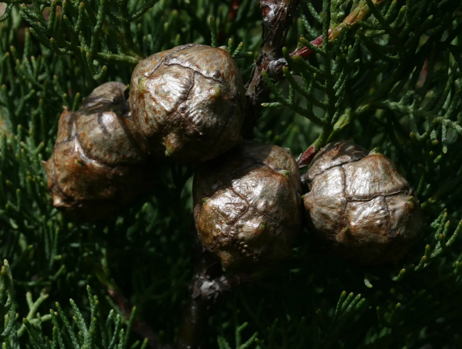 Italian Cypress (Cupressus Sempervirens 'Stricta') — and can adapt to a variety of well-drained soils
