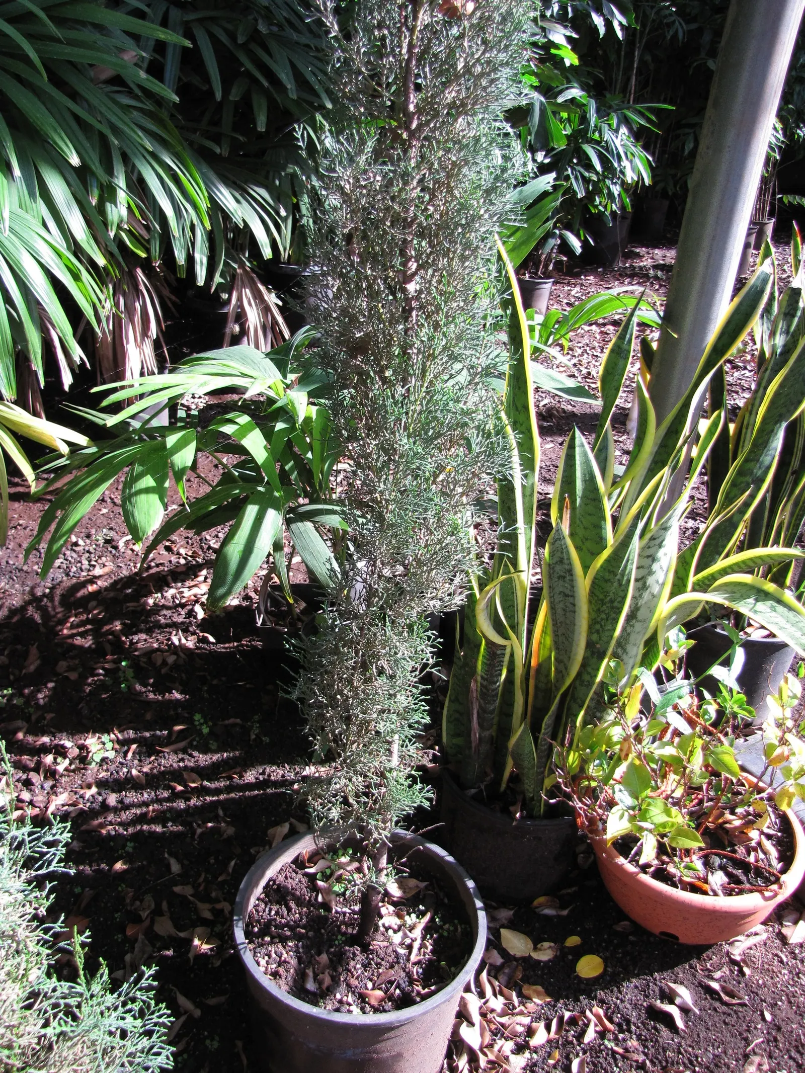 Italian Cypress (Cupressus Sempervirens 'Stricta') — but the true ornamental value of this plant lies in its dense; regular watering during the first few