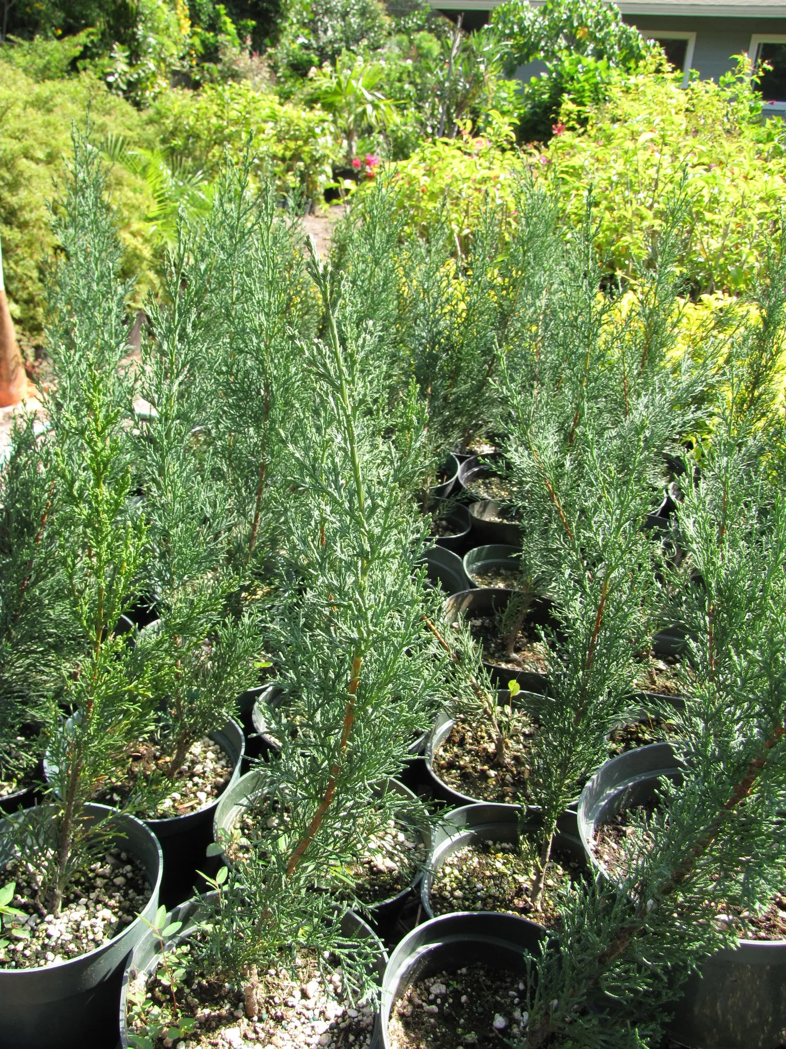 Italian Cypress (Cupressus Sempervirens 'Stricta') — or even a dramatic living fence