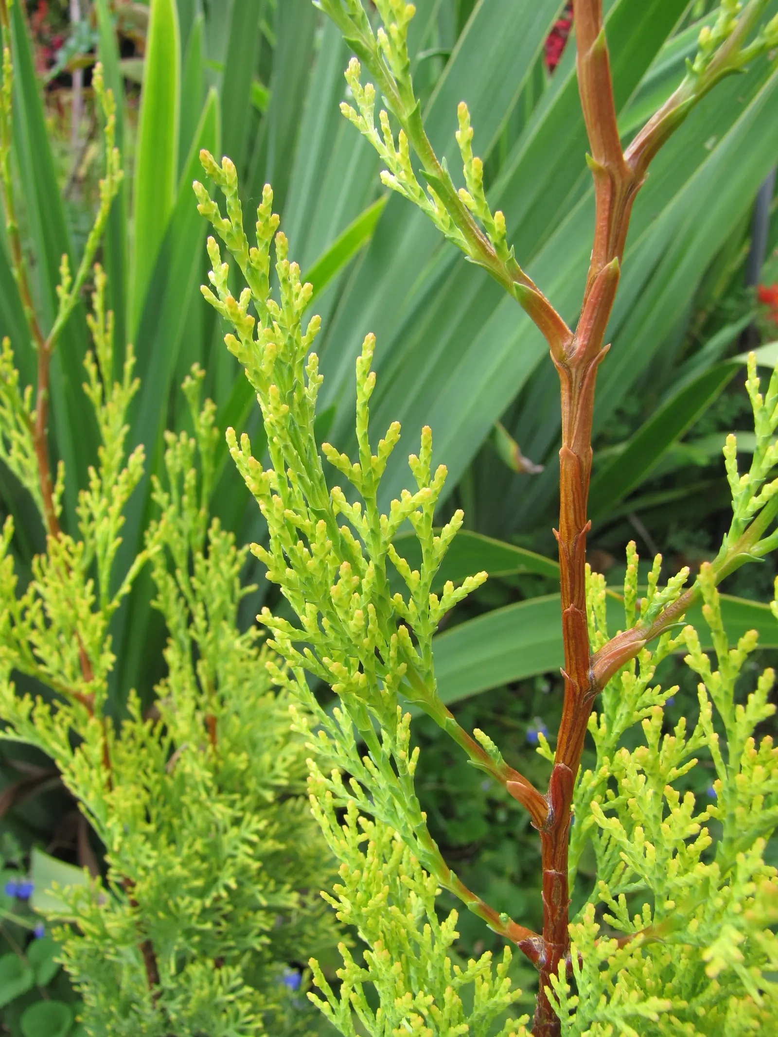 Italian Cypress (Cupressus Sempervirens 'Stricta') — this cypress is an ideal choice for creating formal sight lines; regular watering during the, image 76