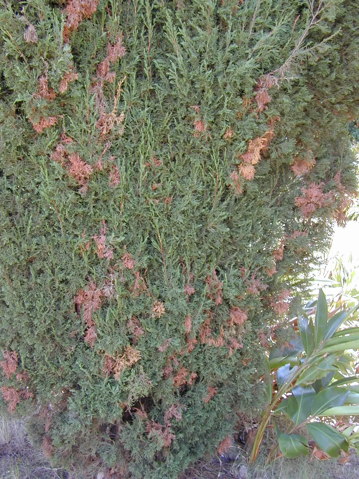 Italian Cypress (Cupressus Sempervirens 'Stricta') — accentuating vertical lines in the landscape; inconspicuous cones may appear