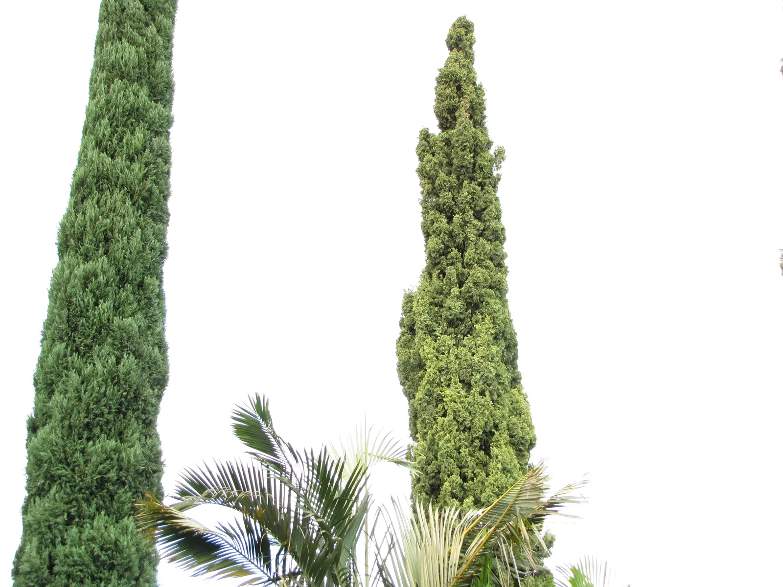 Italian Cypress (Cupressus Sempervirens 'Stricta') — is a towering and slender evergreen that brings a touch of Mediterranean elegance to any landscape; and