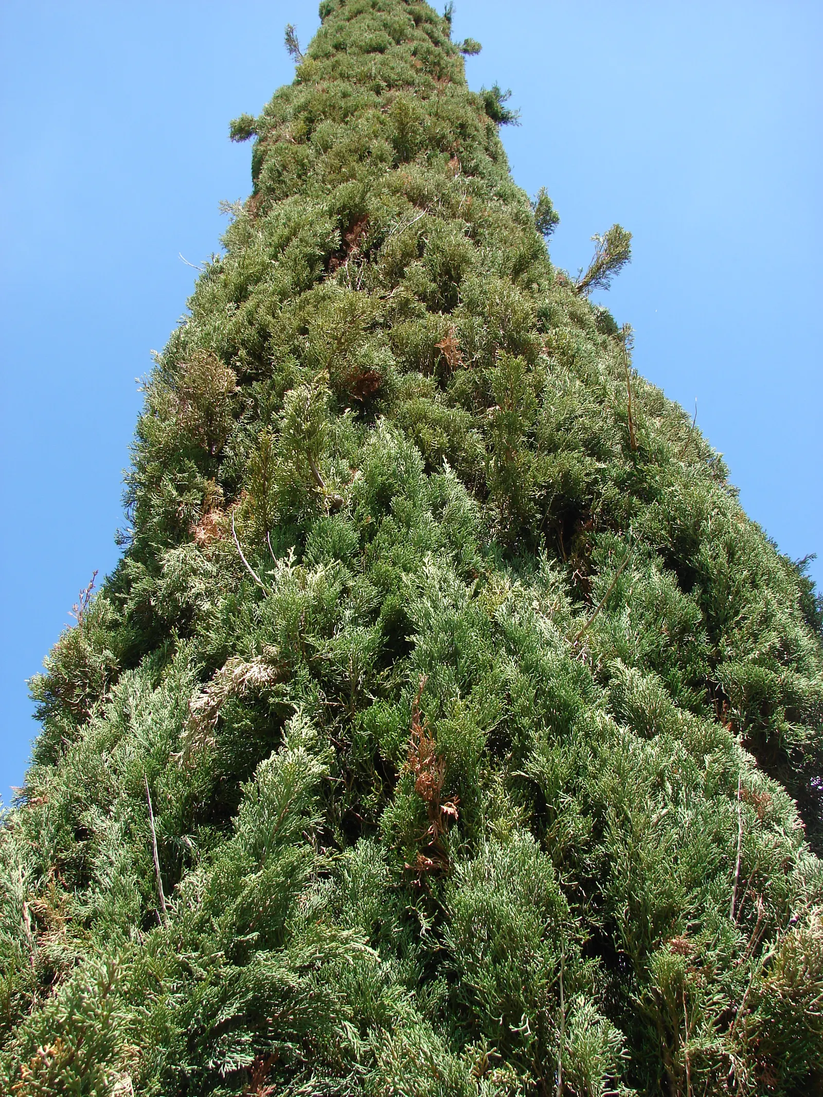 Italian Cypress (Cupressus Sempervirens 'Stricta') — inconspicuous cones may appear; and can adapt to a variety of well-drained soils