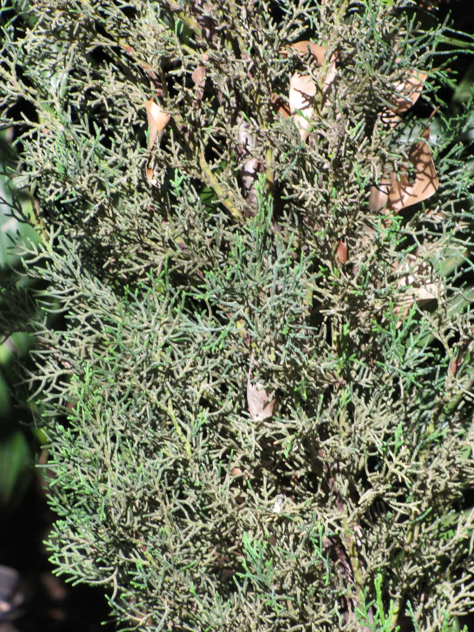 Italian Cypress (Cupressus Sempervirens 'Stricta') — Reaching up to 40 feet tall and 5 feet wide, it offers dense, dark green foliage; and can adapt to a
