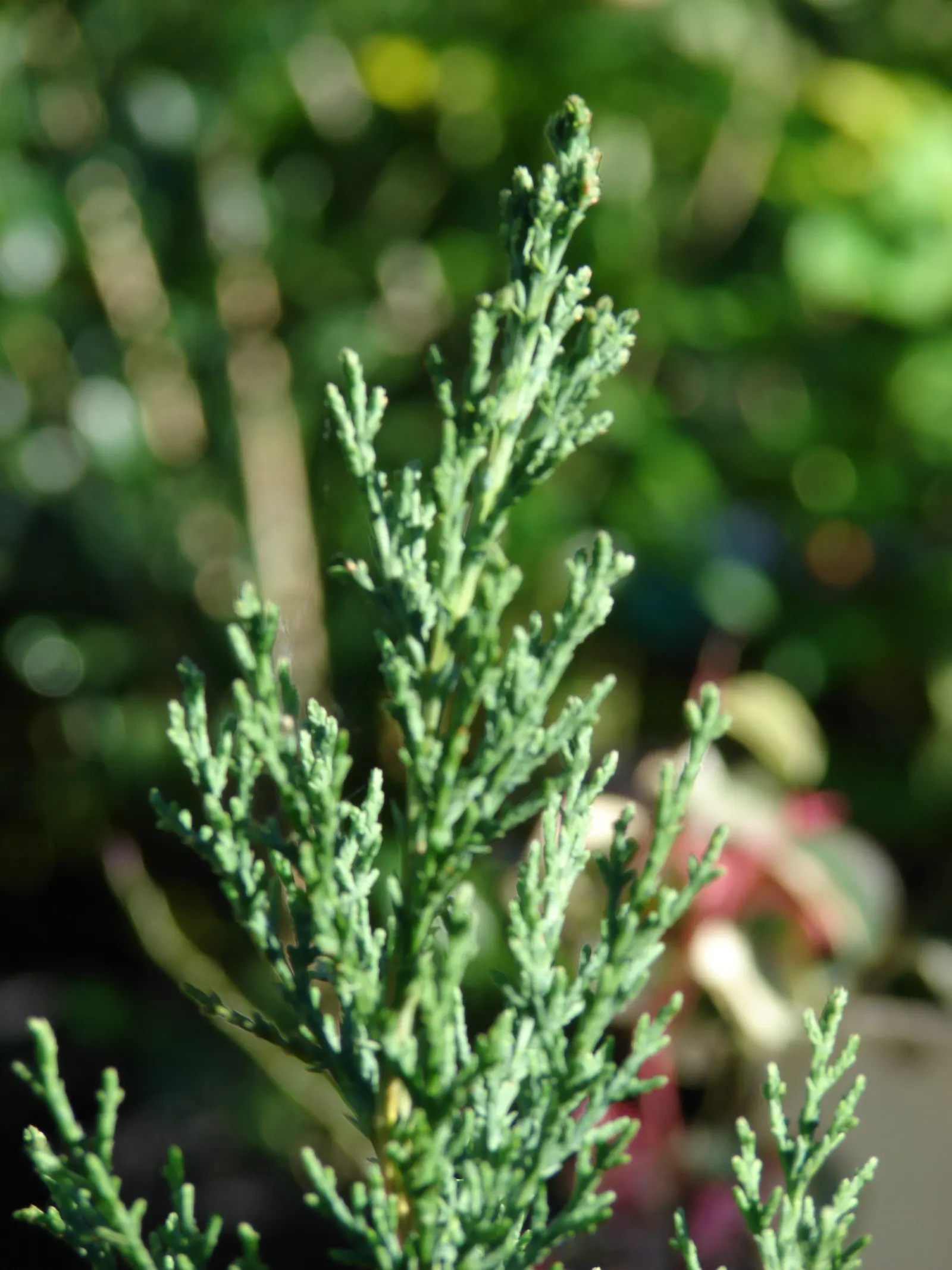 Italian Cypress (Cupressus Sempervirens 'Stricta') — consider its need for full sun exposure to thrive and maintain its tight; and can adapt to a, image 71