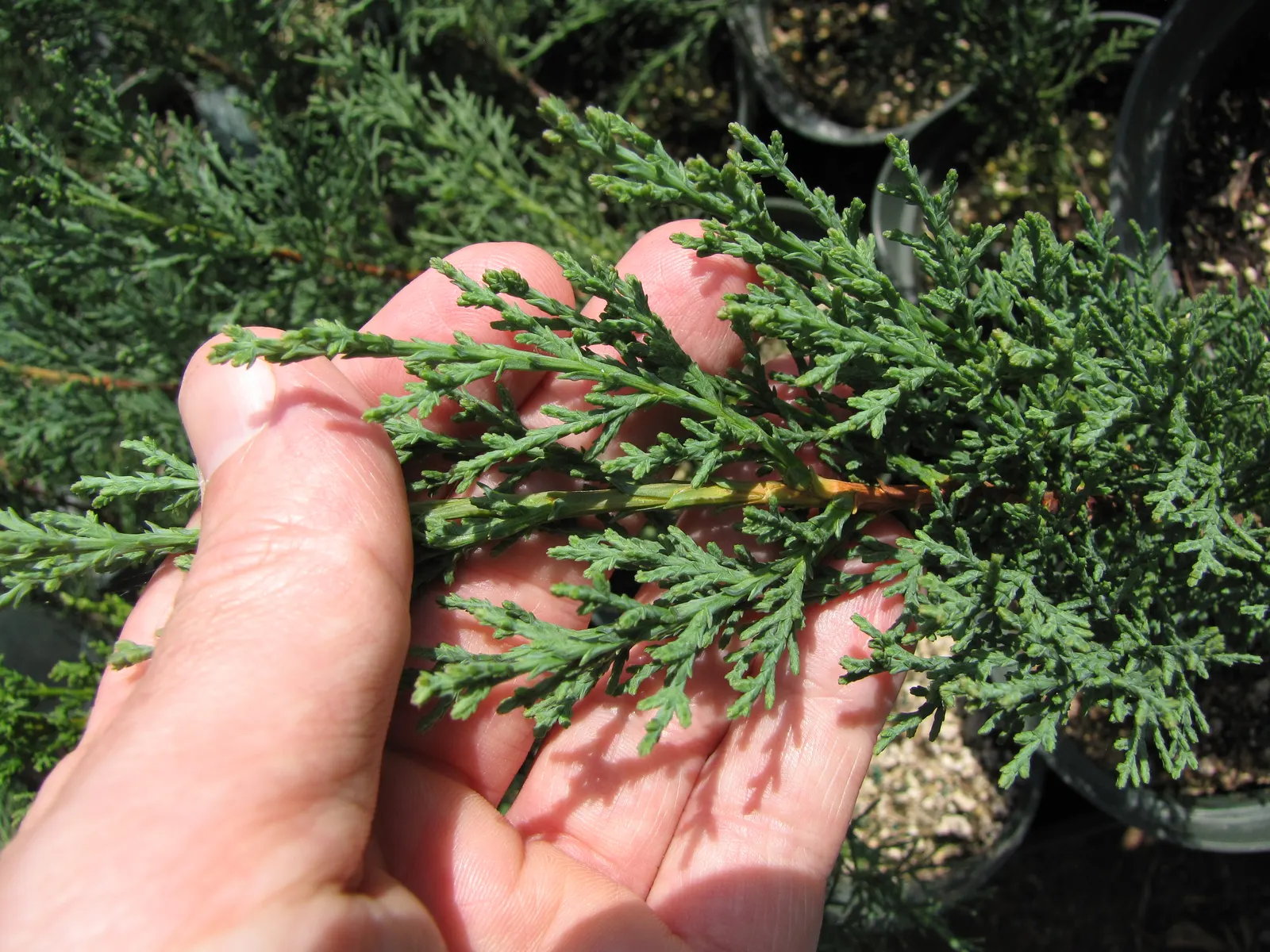 Italian Cypress (Cupressus Sempervirens 'Stricta') — Regular watering during the first few growing seasons will establish a deep