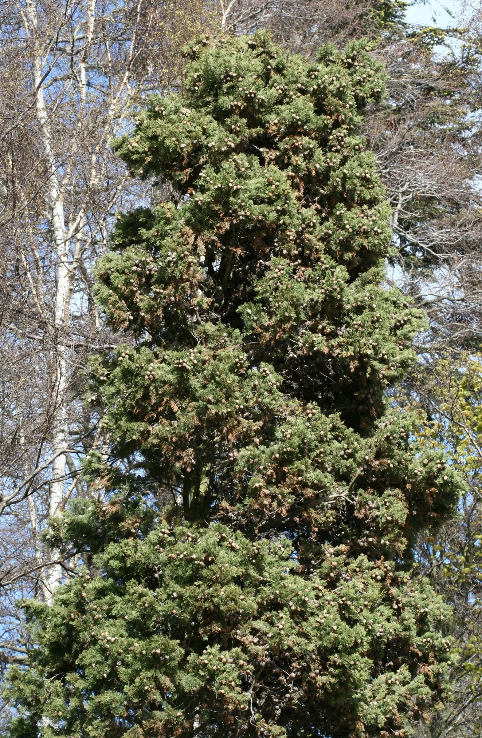 Italian Cypress (Cupressus Sempervirens 'Stricta') — this cypress is an ideal choice for creating formal sight lines