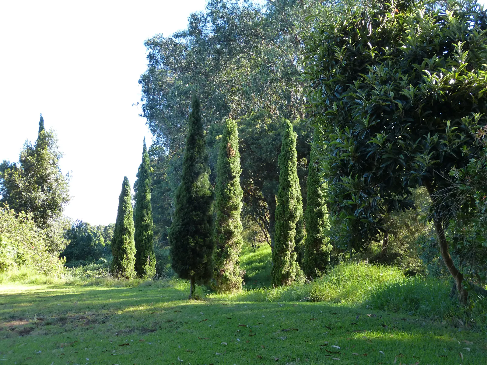 Italian Cypress (Cupressus Sempervirens 'Stricta') — clean fragrance when crushed or brushed against; inconspicuous cones may appear, image 66