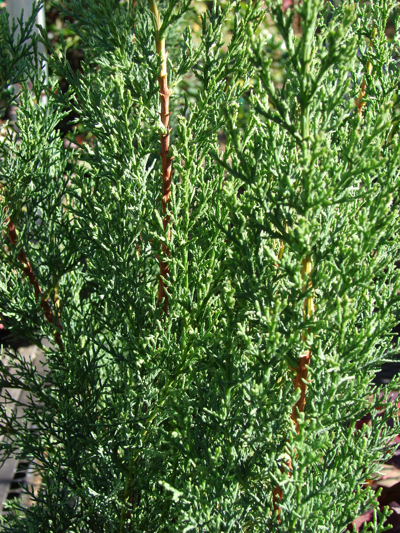 Italian Cypress (Cupressus Sempervirens 'Stricta') — textured foliage.<br><br>When integrating the Italian Cypress into a landscape design, image 70