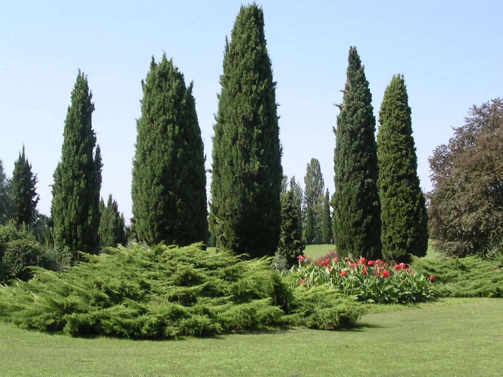 Italian Cypress (Cupressus Sempervirens 'Stricta') — consider its need for full sun exposure to thrive and maintain its tight