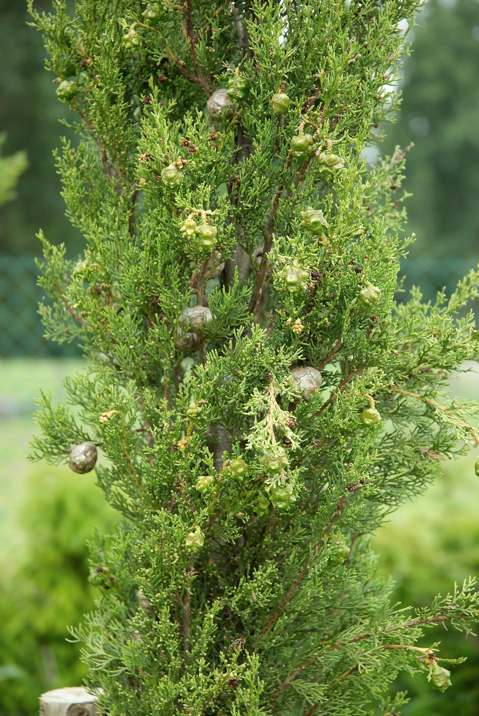 Italian Cypress (Cupressus Sempervirens 'Stricta') — Reaching up to 40 feet tall and 5 feet wide, it offers dense, dark green foliage