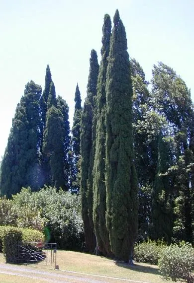 Italian Cypress (Cupressus Sempervirens 'Stricta') — Space 3-6 feet apart for hedging