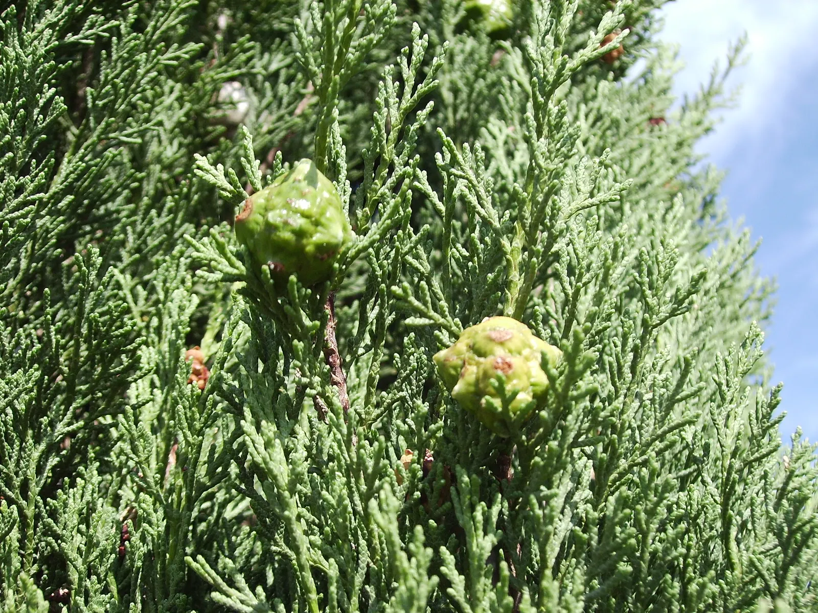 Italian Cypress (Cupressus Sempervirens 'Stricta') — Excellent for framing entries or as a privacy screen